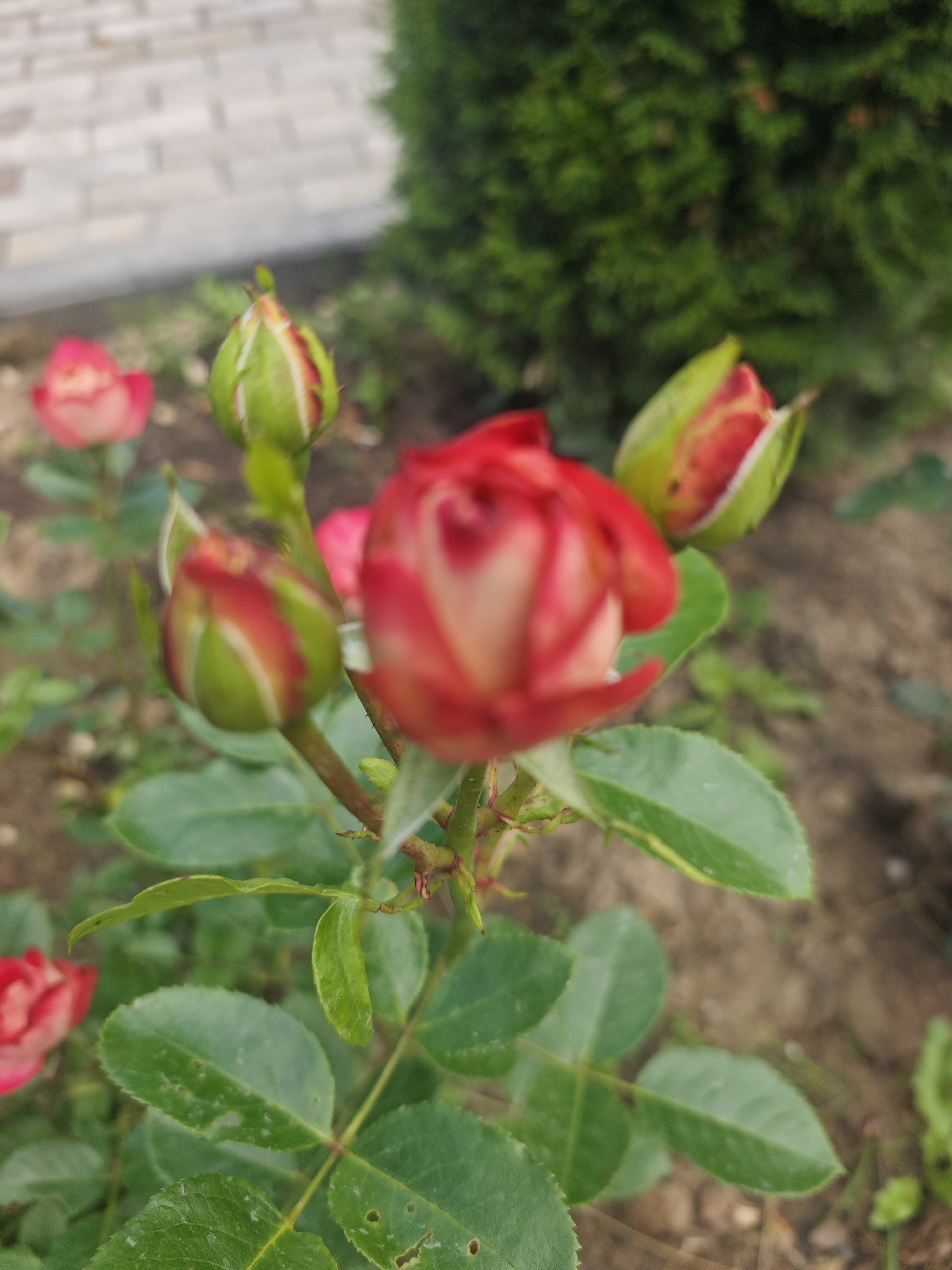 In Хлевино, Russia, a close-up photograph captures a rose bush with multiple buds and one partially opened bloom. The foreground features several green rose leaves, some showing minor imperfections. In the center of the frame, a rose bud with green sepals and hints of red petals is prominent. Behind it, another bud is slightly more open, revealing red and cream-colored petals. To the left, a fully bloomed red and white rose is visible, out of focus. Further in the background, another partially bloomed rose and a hedge of dark green foliage can be seen. The ground beneath the rose bush is composed of soil and small pebbles. A blurred background reveals a light-colored brick wall. The image appears to be taken outdoors during daylight.