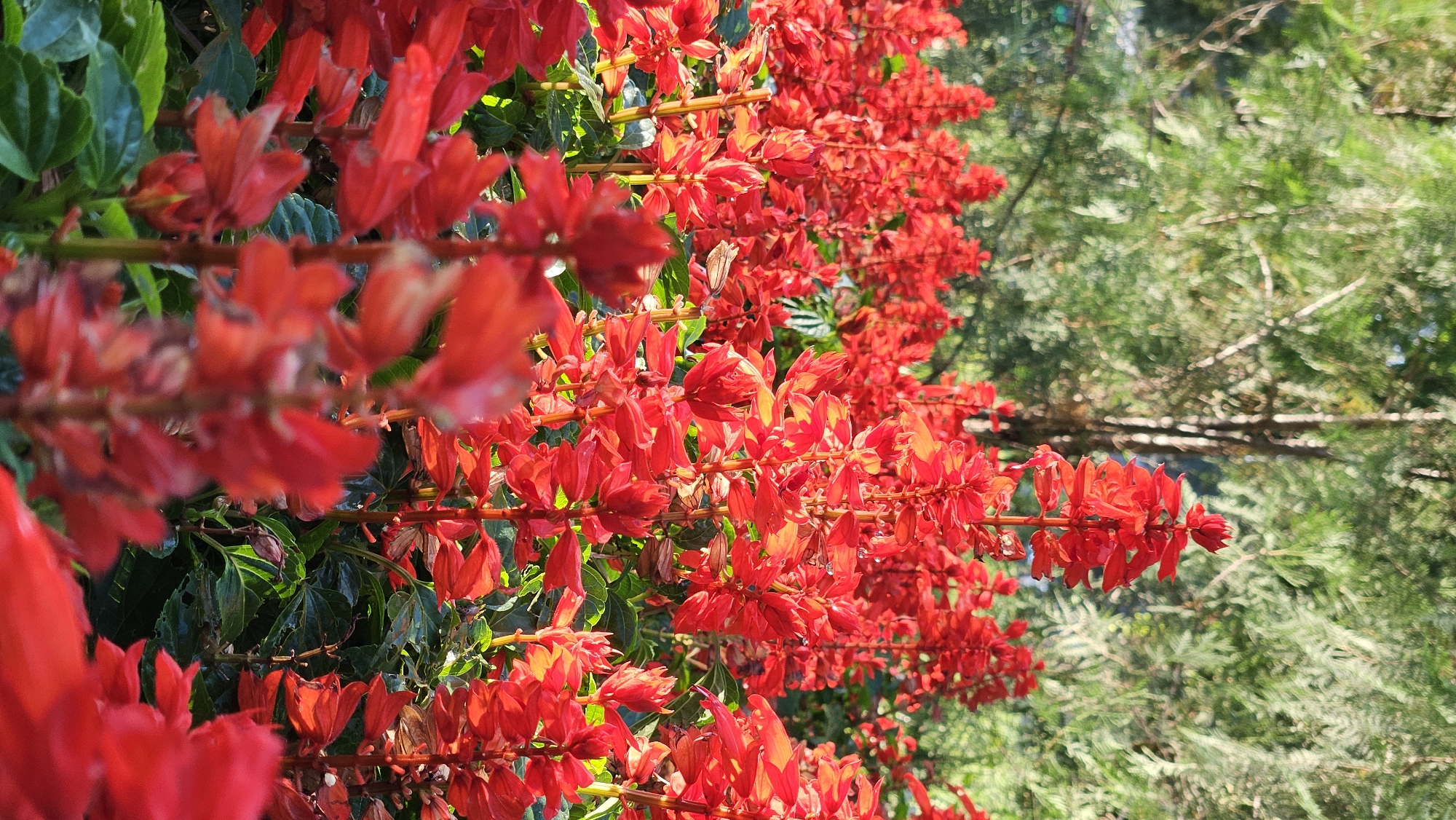 A close-up vertical shot captures a dense cluster of vibrant red salvia flowers in full bloom. The flowers, arranged in tall spires, are the primary focus, with the foreground flowers appearing slightly out of focus, creating a sense of depth. Behind the flowers, lush green foliage and the trunks of trees are visible, suggesting an outdoor garden or park setting. The sunlight illuminates the petals, highlighting their rich color and delicate texture. The image does not contain any people or specific landmarks that would indicate a precise location within Almaty, Kazakhstan. The scene is natural and serene, characteristic of a botanical garden or a well-maintained park.