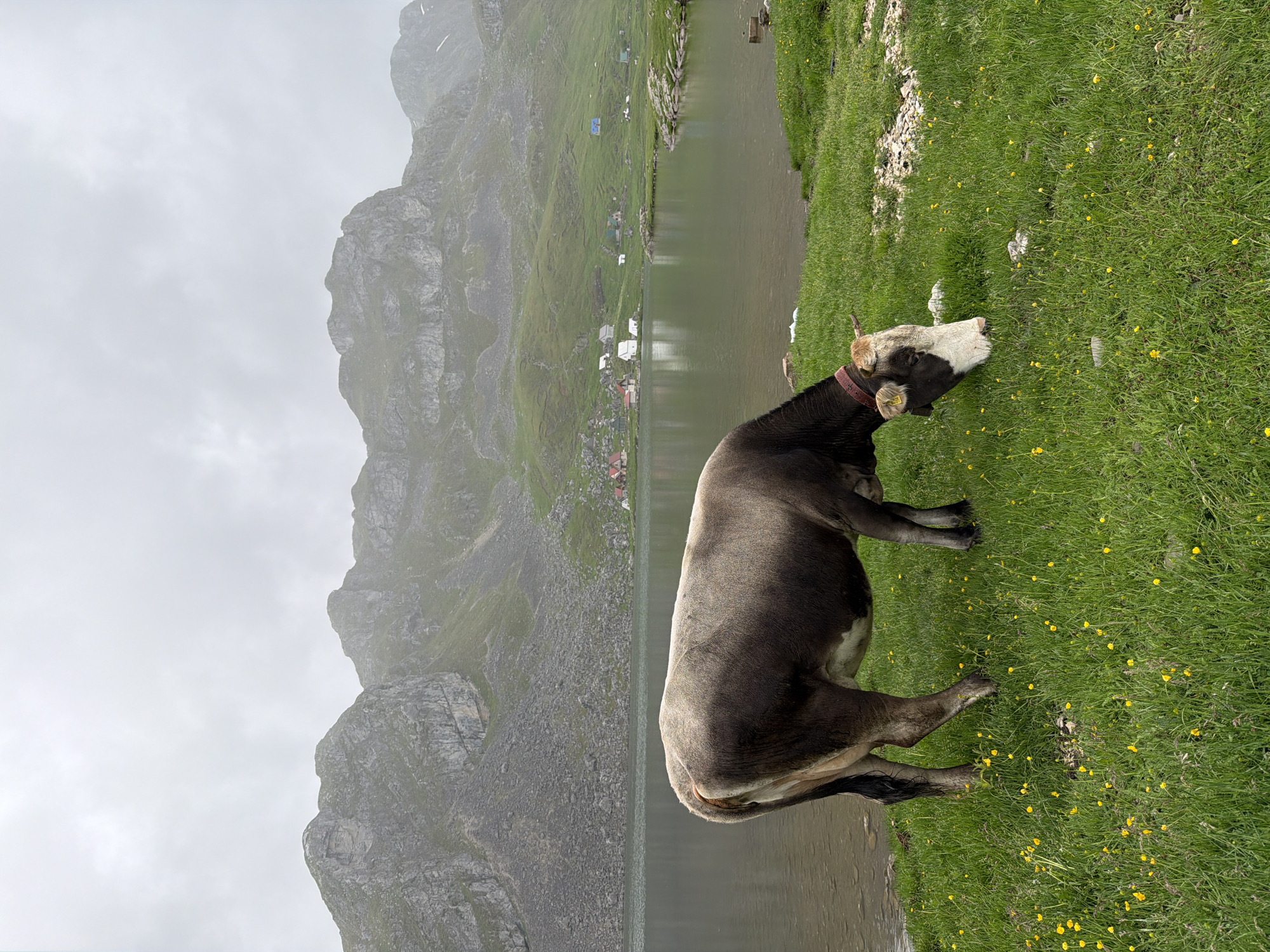 This landscape-oriented image captures a tranquil mountain scene at Kapetanovo Jezero, Montenegro, under an overcast sky.
In the foreground, a cow stands prominently on a vibrant green grassy slope, which is speckled with numerous small yellow flowers, likely buttercups. The cow has a dark brown or black body and a white head with light brown markings around its ears and forehead, and small horns. It wears a reddish-brown collar and has a yellow tag attached to its left ear, although no text is legible on it. The cow appears to be grazing or observing its surroundings, looking downwards towards the ground.
The midground features the calm, greenish-brown waters of Kapetanovo Jezero. On the distant shore across the lake, several small, simple buildings or huts with light-colored roofs are visible, nestled among the verdant, rocky mountain slopes. Some small white shapes, possibly sheep or reflections, can be seen along the far waterline.
The background is dominated by rugged, grey mountain peaks and slopes, partially obscured by mist, fog, or low-hanging clouds, indicating an overcast and possibly cool or damp day. The mountains display a mix of rocky outcrops and sparse green vegetation. The sky above is a uniform light grey, blending seamlessly with the atmospheric conditions around the peaks. The scene evokes a sense of wild, natural beauty and tranquility in a high-altitude, remote environment.