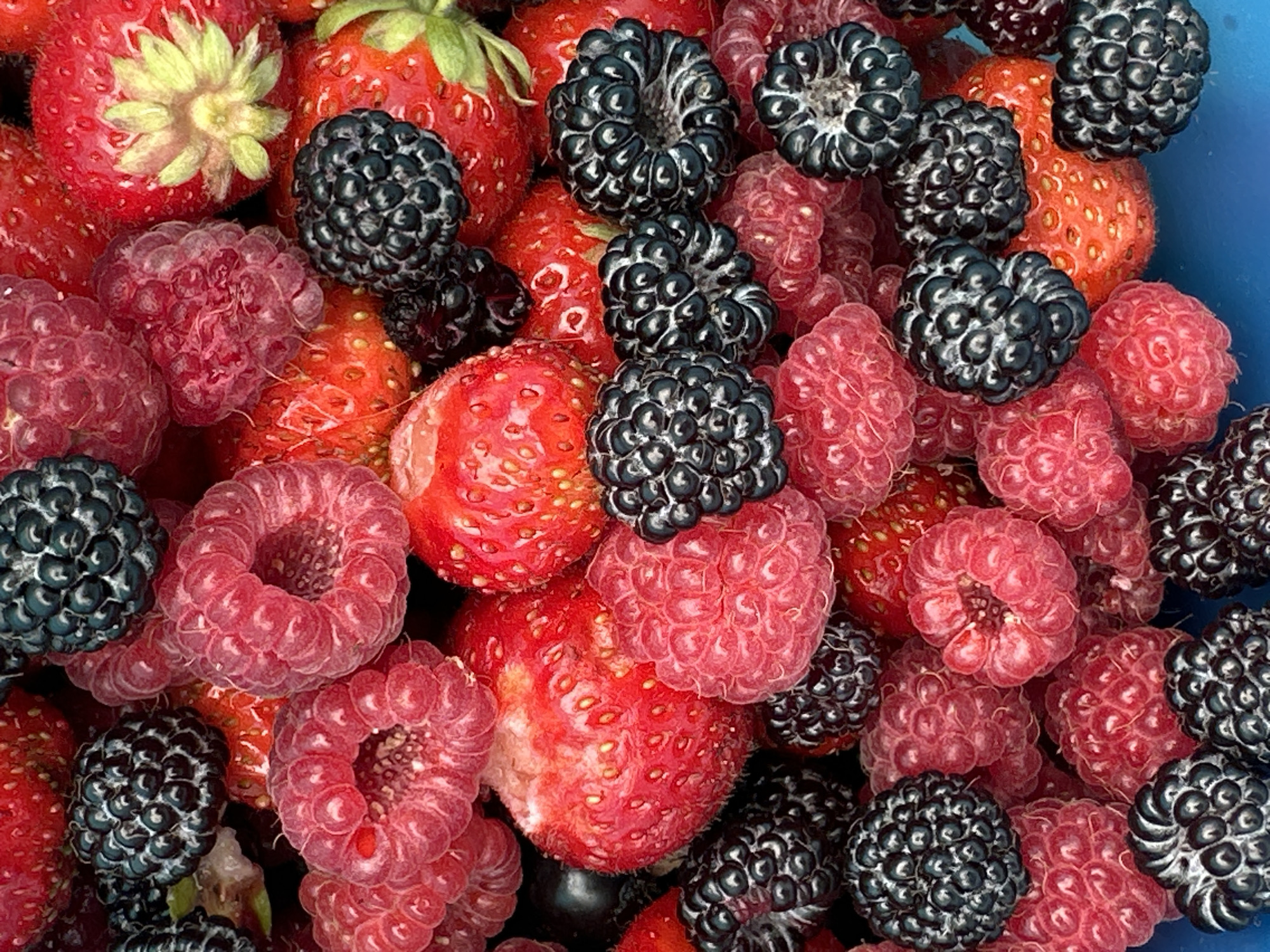 The image shows a close-up, overhead view of a pile of fresh berries. The berries are a mix of vibrant red strawberries, bright pink raspberries, and deep black blackberries. The fruits are densely packed together, creating a textured surface with many rounded shapes and varying shades of red, pink, and black. The lighting highlights the glossy surfaces of the berries, emphasizing their freshness and plumpness. The background is a solid blue, which contrasts with the colors of the fruit and helps them stand out. There is no indication of the city of Kharnavy, Russia, or any other specific location in the image.