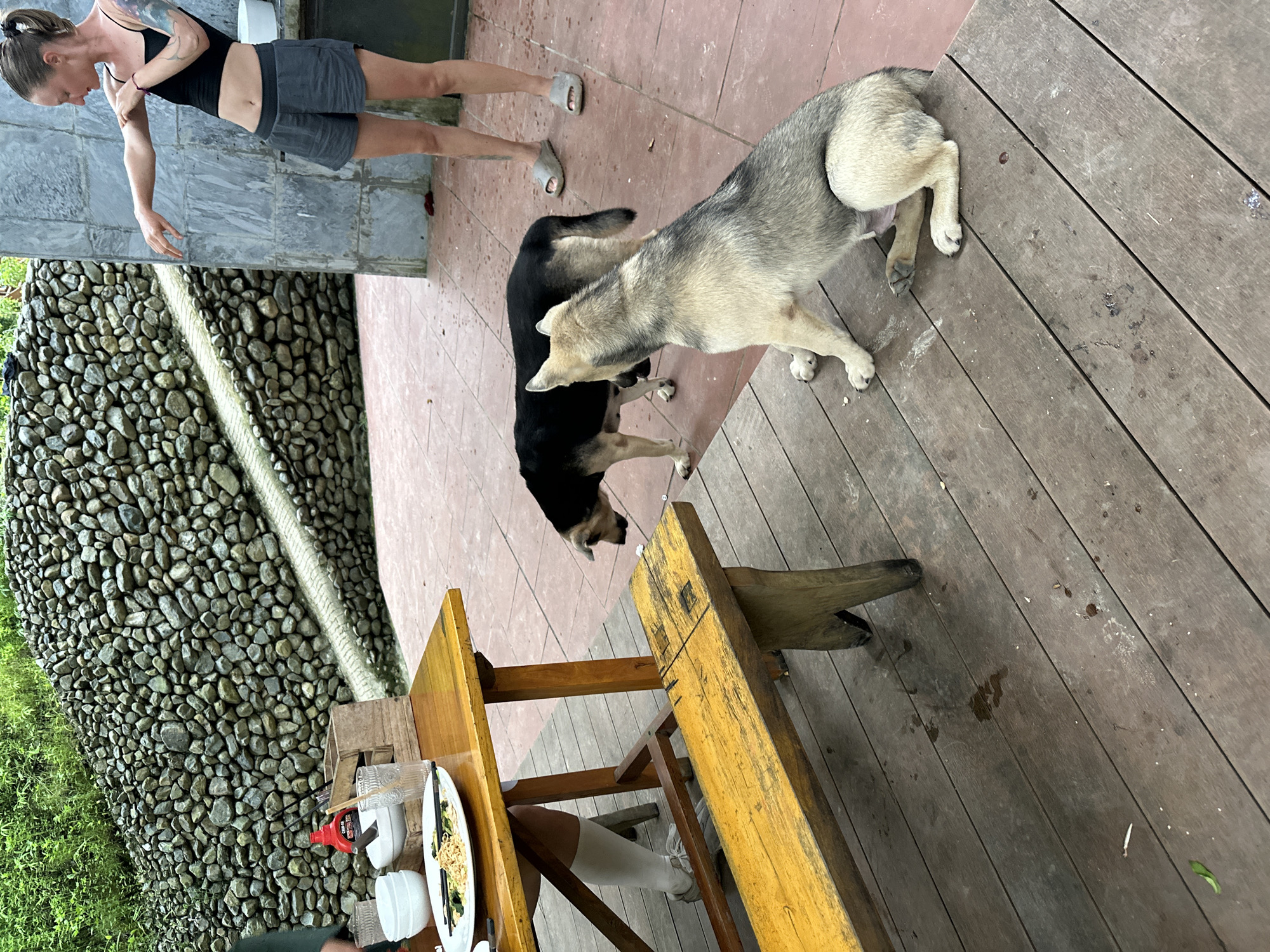 In Cổ Lũng Commune, Vietnam, a woman wearing a black tank top and gray shorts stands on a reddish tiled patio, her right arm extended and her left hand touching her bicep, as if stretching or gesturing. Two dogs are present: a black and tan dog standing near a wooden table, and a lighter-colored dog with gray and tan markings sitting on a wooden deck. The table, made of dark wood with a yellow bench in front of it, holds a white plate with noodles and other food, white bowls, and glasses. Behind the table, a wall constructed of stacked stones rises upwards, with a light-colored pathway visible on its surface. Lush green foliage is visible at the top of the stone wall. The deck appears to be made of wooden planks, with some water or liquid stains visible on its surface. A grey tiled wall is to the right of the woman.