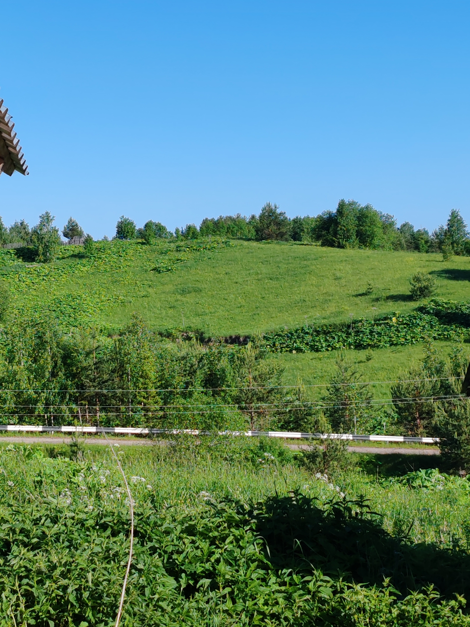 An outdoor, eye-level, wide shot captures a grassy hill under a clear blue sky. A section of a wooden structure with a tiled roof is visible in the upper left corner. The hill is covered in green grass with patches of dense, leafy vegetation. A white fence with horizontal wires runs across the middle ground, separating the foreground from the hillside. Various trees, including evergreens and deciduous trees, are scattered throughout the scene, with a denser forest line visible at the top of the hill and along the horizon. The foreground consists of tall green grass and some wildflowers. The overall scene suggests a rural or natural landscape. The image is labeled as being taken in Chukhlom, Russia.