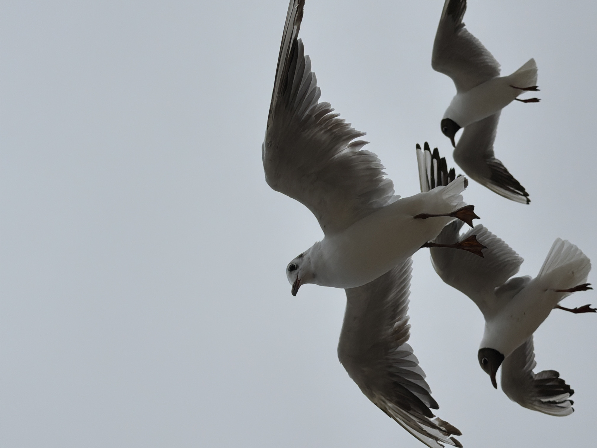 Three seagulls are in flight against a pale, overcast sky, likely in Zelenogradsk, Russia, a coastal city known for its bird population. The largest seagull is in the foreground, its wings spread wide, showcasing the detailed feather structure. A second seagull is positioned below and to the left, with its wings partially extended. A third seagull is in the background, also in flight. The image focuses on the birds, with no discernible human presence or urban structures visible. The lighting suggests a diffused, natural light, common on cloudy days.
