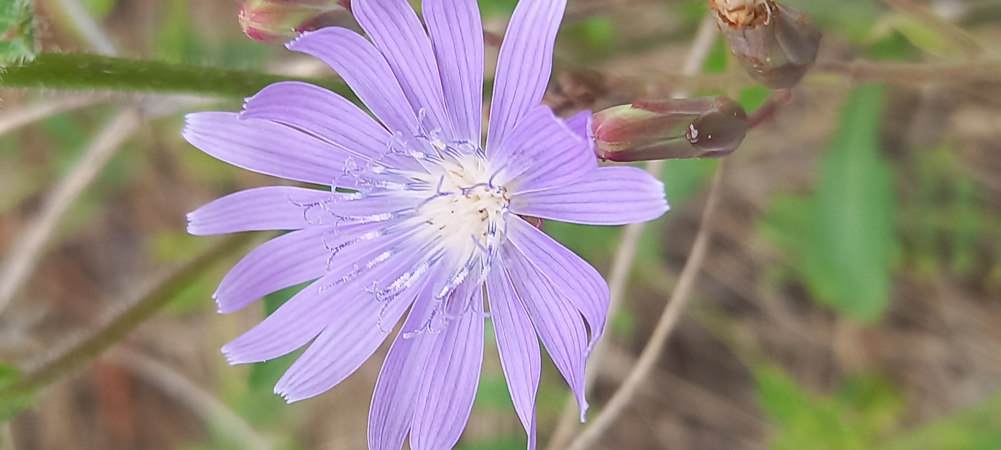 A close-up, vertical shot captures a single, open purple flower with delicate, ray-like petals radiating from a white and pale blue center. The petals are lined with fine, parallel veins. Two unopened flower buds, one a deep reddish-purple and the other a lighter green and purple, are visible to the right of the main flower. The background is softly blurred, showing hints of dry grass and green foliage, suggesting an outdoor, natural setting. The image does not contain any discernable information about the city of Kryvyi Rih, Ukraine, or any human presence.