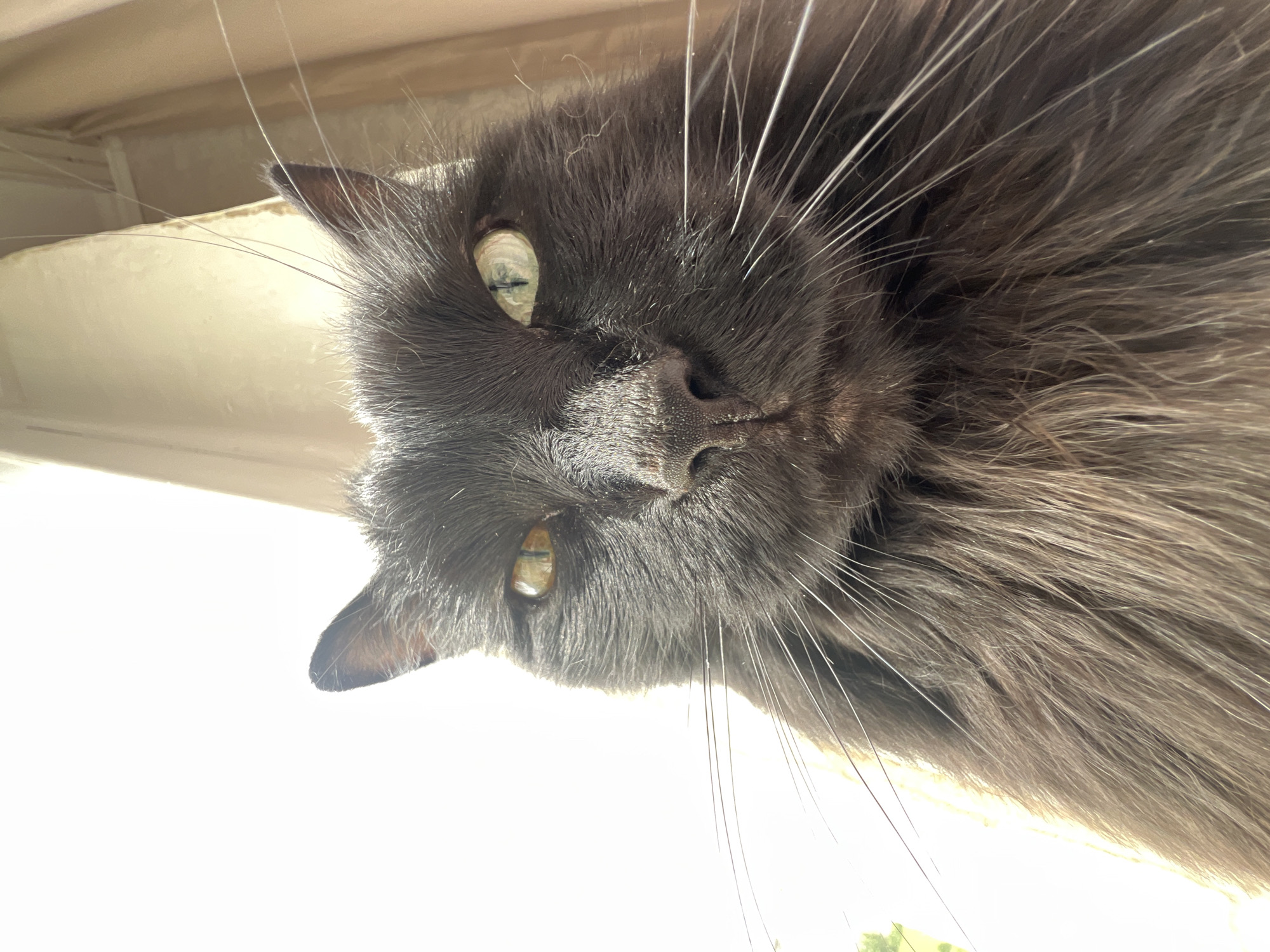 This is a close-up, upside-down, eye-level portrait of a fluffy gray cat's face, oriented such that its head is hanging down from the top of the frame. The cat has piercing green eyes, a dark nose, and long white whiskers that fan out around its face. Its fur is long and appears soft, with variations in gray tones. The background is blown out by bright sunlight, suggesting it is daytime. The bright light also illuminates a pale, textured surface above the cat, possibly a windowsill or ledge, with a sliver of what might be a window frame visible on the far left. Some thin, almost translucent strands, possibly cobwebs or fine hairs, are suspended in the air around the cat's head. The overall impression is one of curiosity and perhaps a playful moment captured from an unusual angle. No text is visible.
