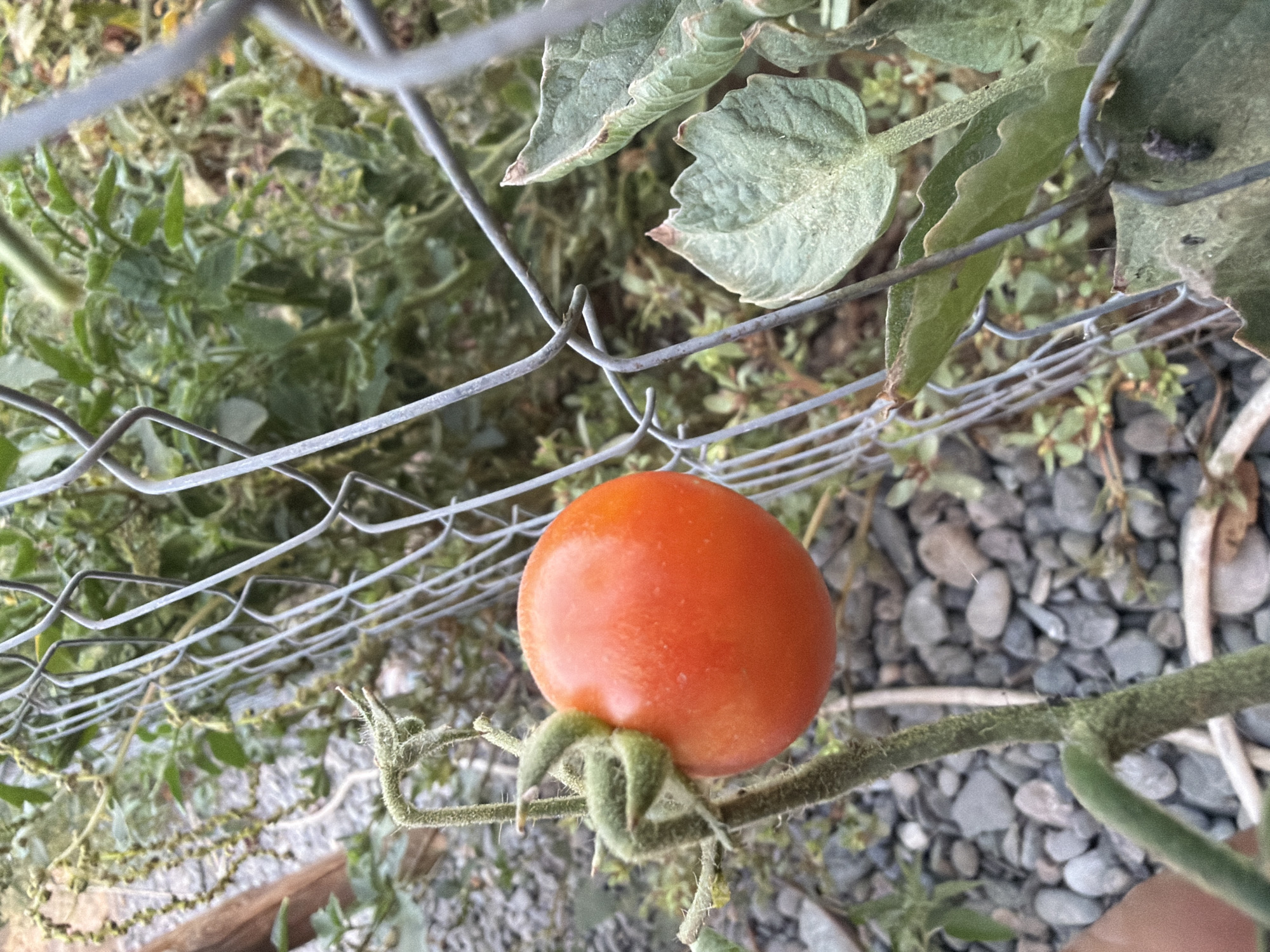 A ripe, red tomato hangs from its vine, attached to a thick, fuzzy stem. The tomato is positioned to the left of a chain-link fence, which runs diagonally through the frame. The fence appears weathered, with some of its wires bent or slightly rusted. Beyond the fence, a dense tangle of green foliage can be seen, with some leaves showing signs of dust or discoloration. The ground beneath the plants is covered in small, grey and brown pebbles. The scene suggests an outdoor garden setting, possibly in Sabirabad, Azerbaijan, where such vegetation and fencing are common. The lighting indicates it is daytime, with no specific time of day identifiable. There are no people visible in the image, and the focus is solely on the tomato plant and its immediate surroundings. The image is captured at a medium distance, allowing for a clear view of the tomato's texture and the detail of the plant stem.