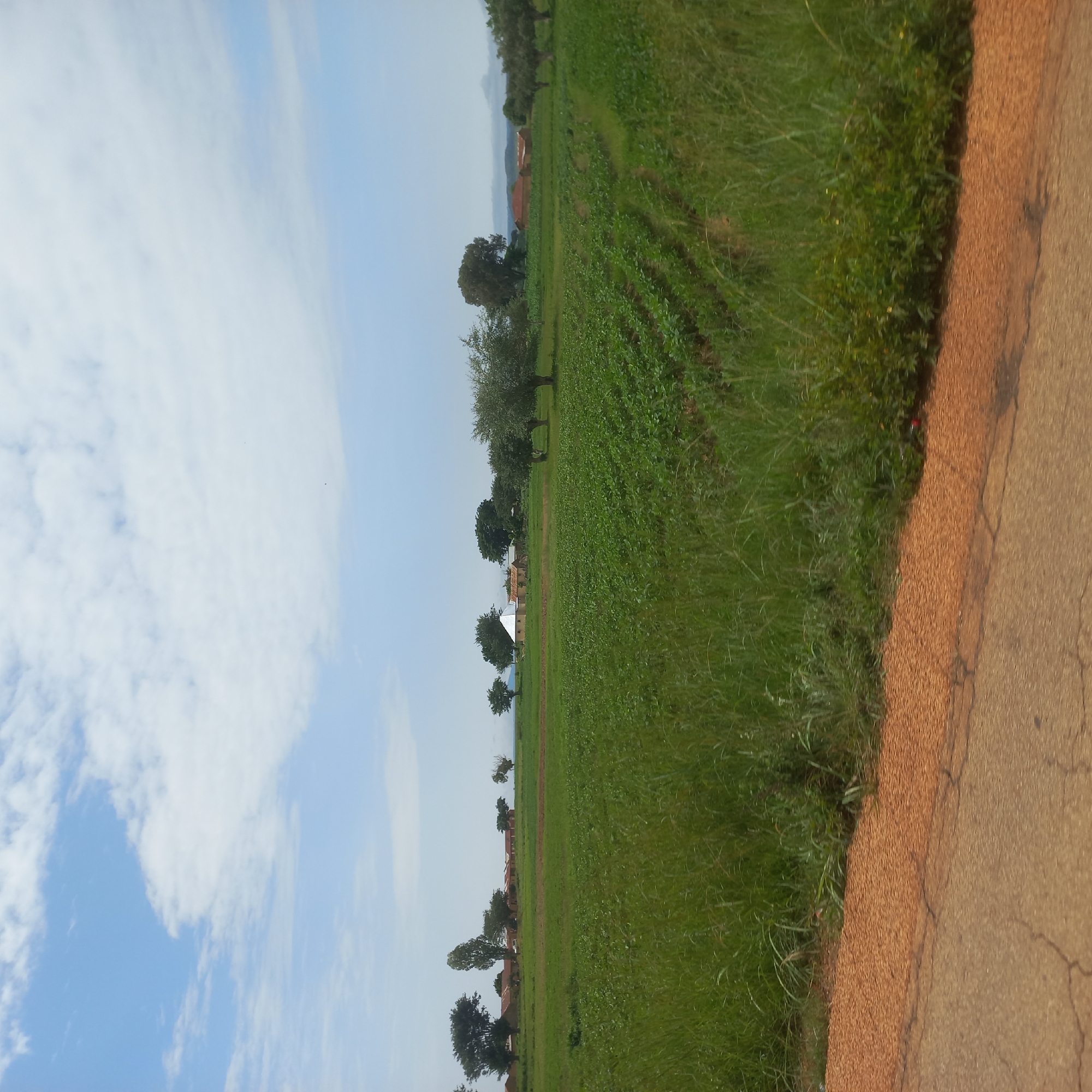 An outdoor, eye-level, medium shot captures a wide, rural landscape under a bright, partly cloudy sky. In the foreground, a cracked asphalt road runs along the bottom edge of the image, bordered by a strip of reddish-brown soil and then tall, green grass. Beyond this, a vast, verdant field stretches into the middle ground, with neatly tilled rows of young green crops clearly visible, indicating agricultural activity. Scattered trees dot the field, and in the distance, a cluster of buildings with reddish-brown roofs are nestled amongst more trees, suggesting a small village or settlement. The sky is a pale blue, with fluffy white clouds dispersed across it. The overall impression is one of a peaceful, agricultural setting in the Nigerian countryside.