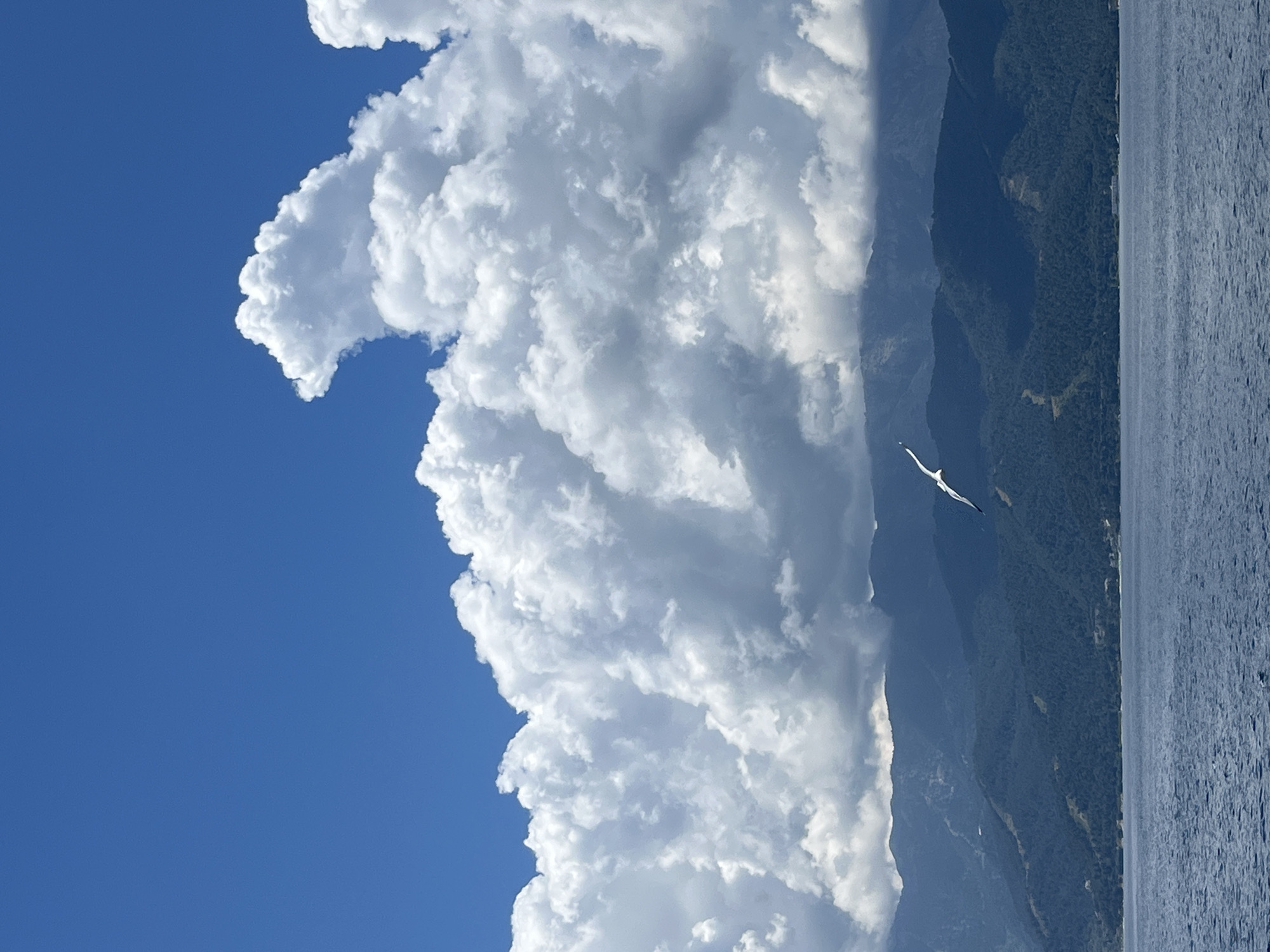 A white seagull flies across a scene of blue ocean water, dark blue forested mountains, and a bright blue sky filled with large, fluffy white clouds. The mountains are covered with dense green trees and rise steeply from the water's edge. The ocean is calm with gentle ripples. The clouds are dramatic and textured, with some appearing darker and more shadowed than others. The seagull is captured mid-flight, with its wings outstretched. The overall image evokes a sense of a clear and expansive coastal landscape.