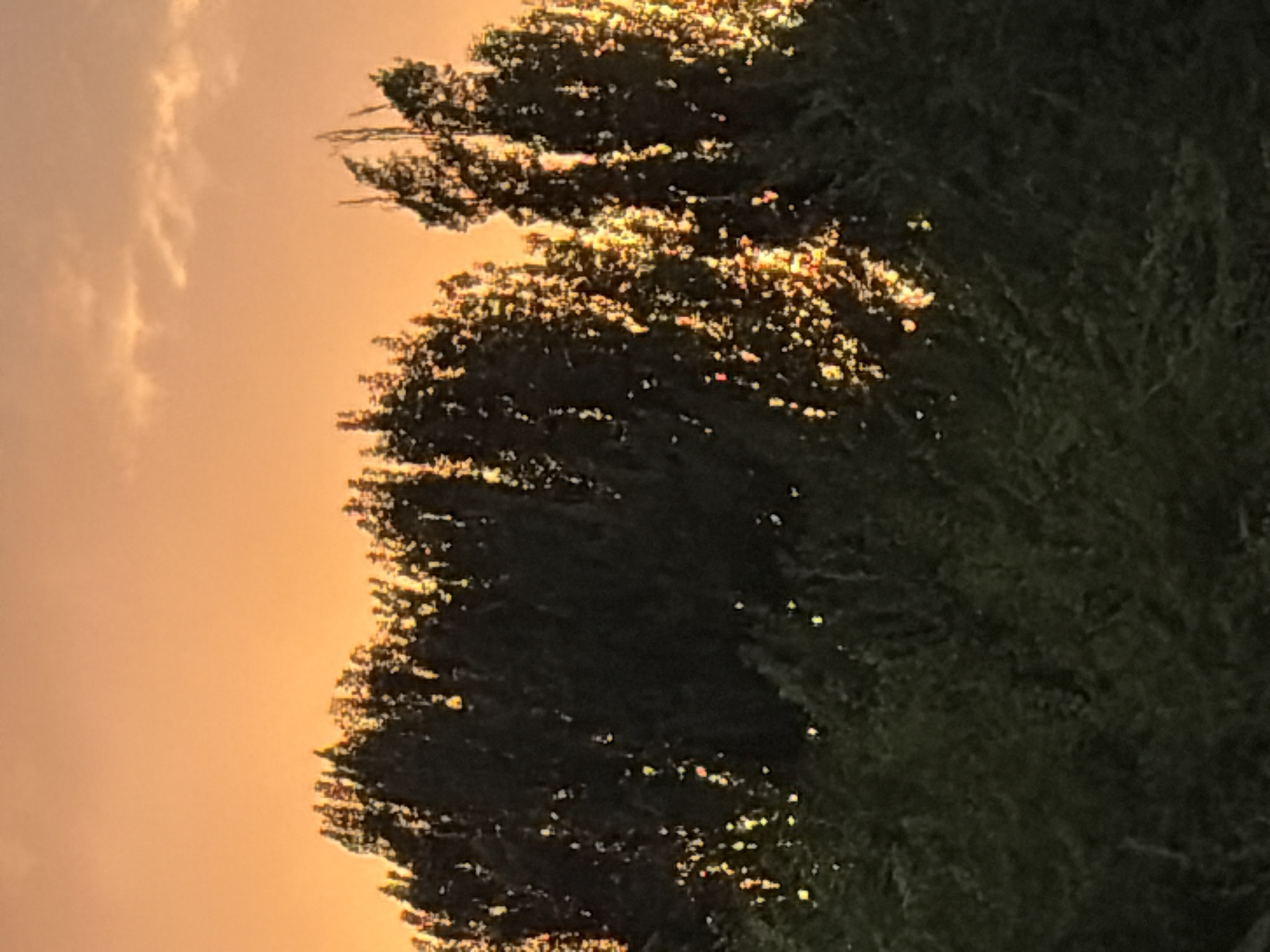 The image depicts a silhouetted view of trees against a vibrant orange sky, likely during sunset or sunrise. The sky is a gradient of orange and yellow, with a few wispy clouds visible near the top right. The trees in the foreground are dark and dense, with the light of the setting or rising sun filtering through the leaves, creating a speckled effect of warm, glowing highlights. The lower portion of the image shows more trees and foliage, darker and less detailed than the canopy. The scene is natural and peaceful, with no human presence or man-made structures readily apparent. The location is identified as Unknown, Unknown within a city context, suggesting it is a general outdoor area.