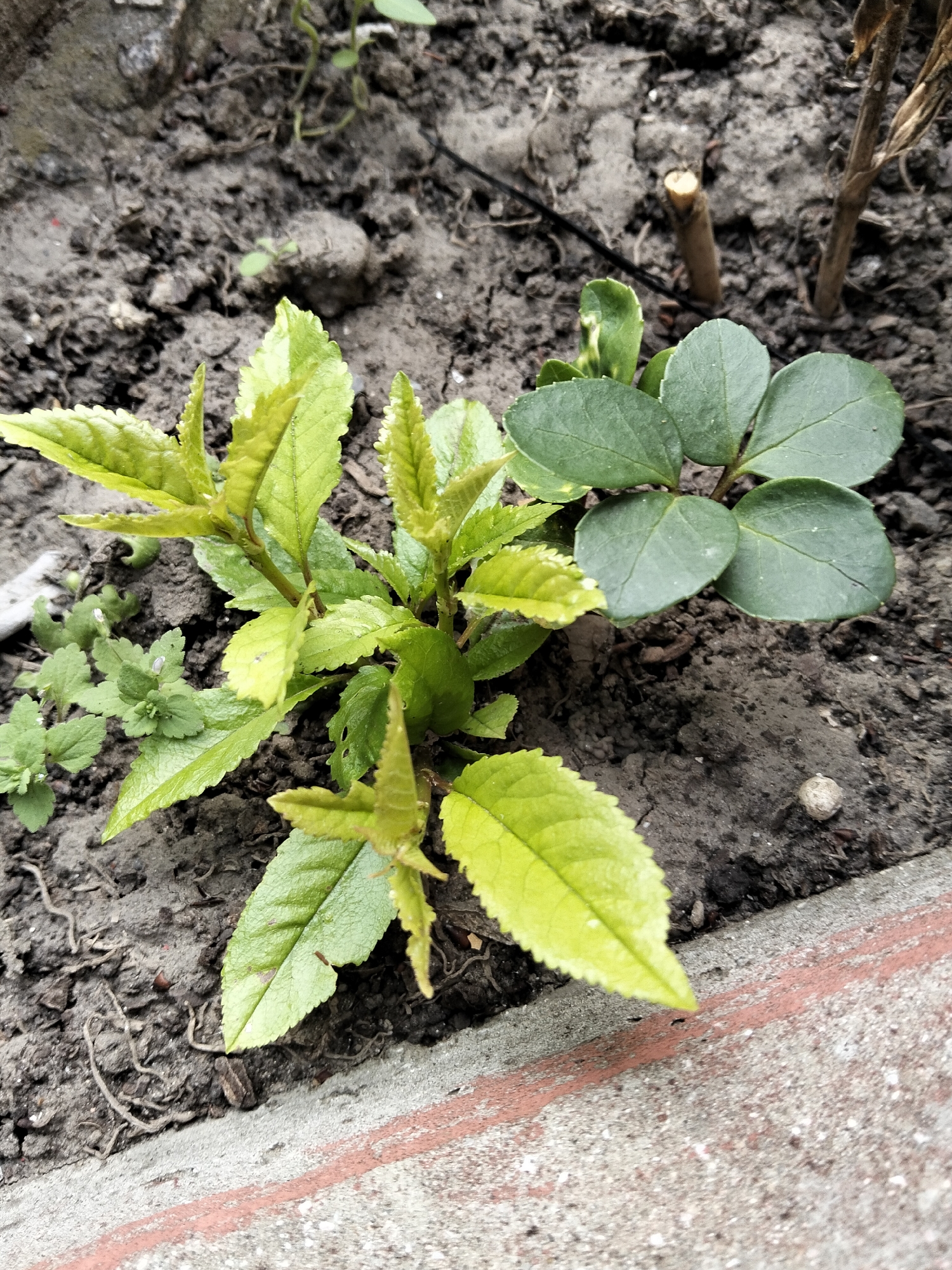This image, captured in the city of Biliaivka, Ukraine, presents a close-up, high-angle view of a garden bed or planting area. The foreground is dominated by several distinct green plants growing from dark, moist, and somewhat compacted soil. On the left, a vibrant green sapling features multiple stems and ovoid leaves with distinct serrated margins and visible venation; newer leaves at the growing tips exhibit a lighter, almost chartreuse hue. To its immediate right, a different plant with darker green, more rounded, and smoother leaves is visible, with leaves typically arranged in opposing pairs along its stem. Further to the left and slightly behind the prominent sapling, several smaller, herbaceous weeds with lobed leaves are interspersed within the soil. The soil itself is uneven, containing small aggregates and scattered organic debris. In the upper right background, two cut wooden stakes or plant stems protrude vertically from the soil; one is shorter and lighter in color, while the other is taller and darker. A thin black cord or wire runs horizontally through the soil in the upper mid-ground. The lower right portion of the image reveals the edge of a concrete or paving slab, characterized by a distinct reddish-brown stripe embedded within its lighter gray surface, demarcating the boundary of the planted area. The scene is illuminated by natural, diffuse light. No people or animals are visible.
