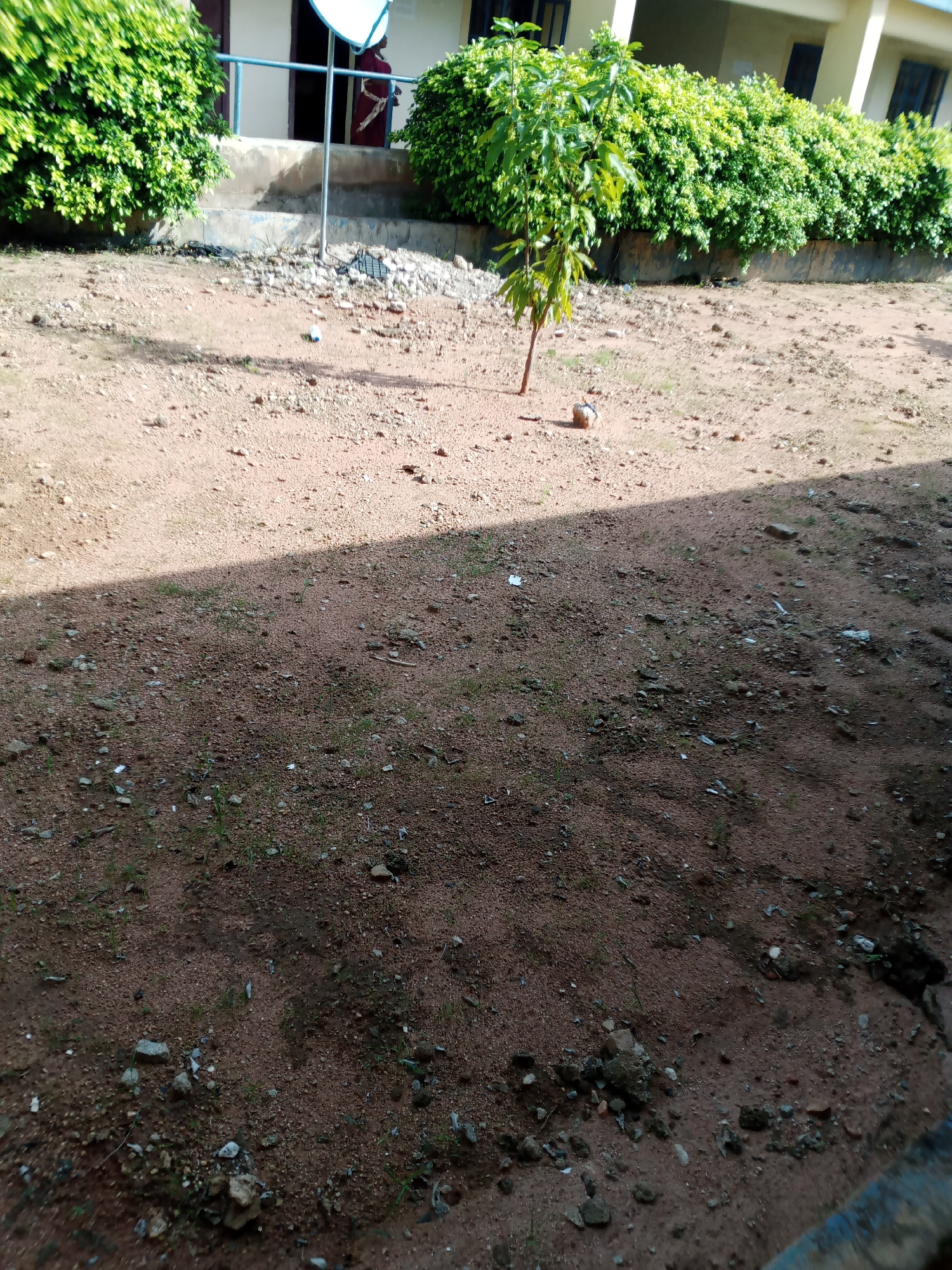 The image depicts an outdoor scene in Jalingo, Nigeria, featuring a building with light-colored walls and dark windows. In front of the building are two dense, green bushes. Between the bushes, a thin, young tree stands in a patch of dry, reddish-brown soil. A white satellite dish is visible mounted on the wall of the building. To the right of the tree, a person wearing a dark red garment stands near an entrance. The ground is covered with small pebbles, scattered debris, and sparse green blades of grass. A distinct shadow stretches across the ground from the left side of the frame, indicating the presence of an unseen structure casting it. The overall impression is of a semi-arid environment with some vegetation near a building.