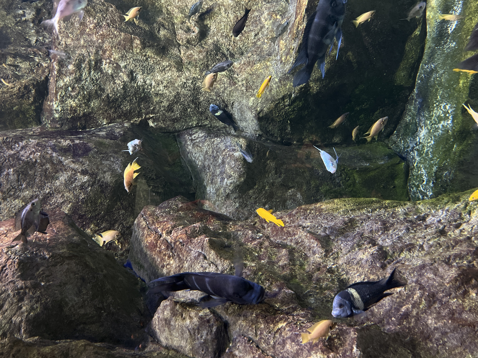 The image shows a diverse group of freshwater fish swimming among large, rocky structures within an aquarium. The rocks are a mix of dark grey and reddish-brown, with some areas covered in green algae. Several fish are visible, varying in size, color, and species. One prominent fish is large, dark blue-black with white stripes along its body, swimming vertically. Other fish include smaller yellow, orange, and grey varieties, as well as a small, pale blue fish. The water appears clear. The specific location in Moscow, Russia, is not discernible from the image.