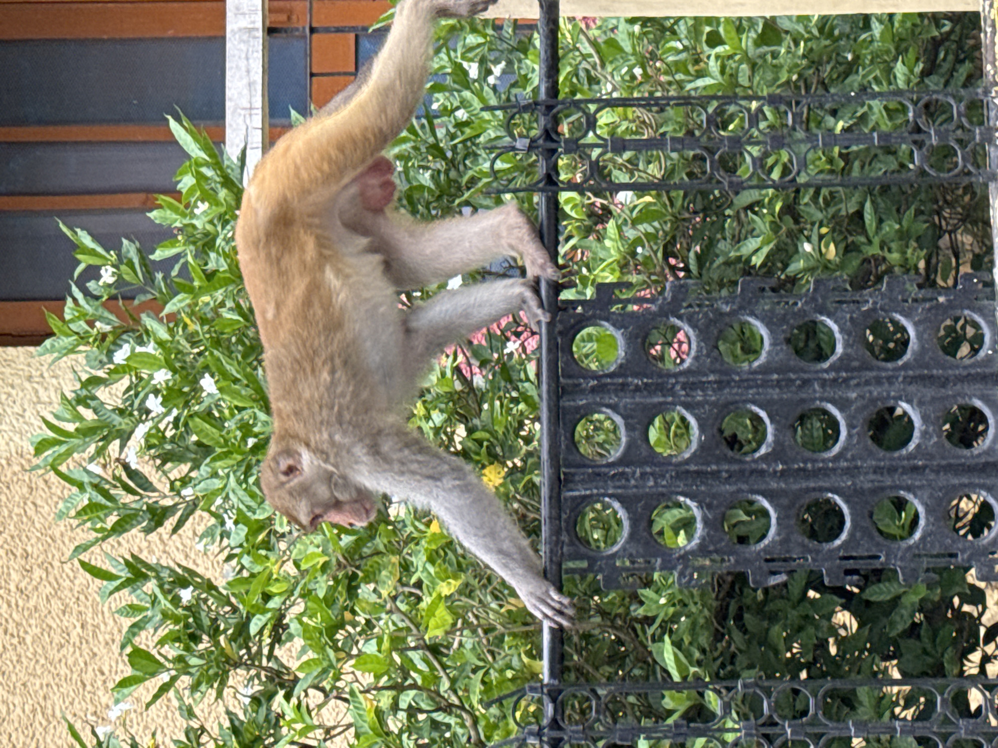 A rhesus macaque, identified by its light brown fur, pinkish face, and prominent pinkish genitals, is captured mid-stride on a black wrought-iron fence. The monkey's left arm is extended forward, its hand gripping the horizontal bar of the fence. Its body is angled towards the right, with its tail trailing behind. The background is dominated by lush green foliage with scattered white flowers, suggesting a verdant environment. Behind the foliage, a textured, light-yellow wall is visible, along with a wooden-framed window with a dark pane. The overall scene is consistent with an urban or semi-urban setting in Rishikesh, India, where such wildlife encounters are common. The lighting indicates it is daytime.