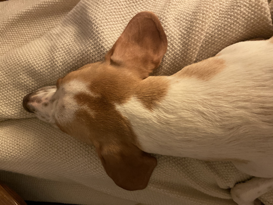 A small dog with white and brown fur is sleeping on a textured, neutral-toned blanket. The dog is positioned on its side, with its head resting on the blanket. Its ears are large and floppy. The fur is short and sleek, showing variations in color from white to light brown. The blanket has a woven pattern and appears soft. The lighting is dim, creating a cozy and relaxed atmosphere.