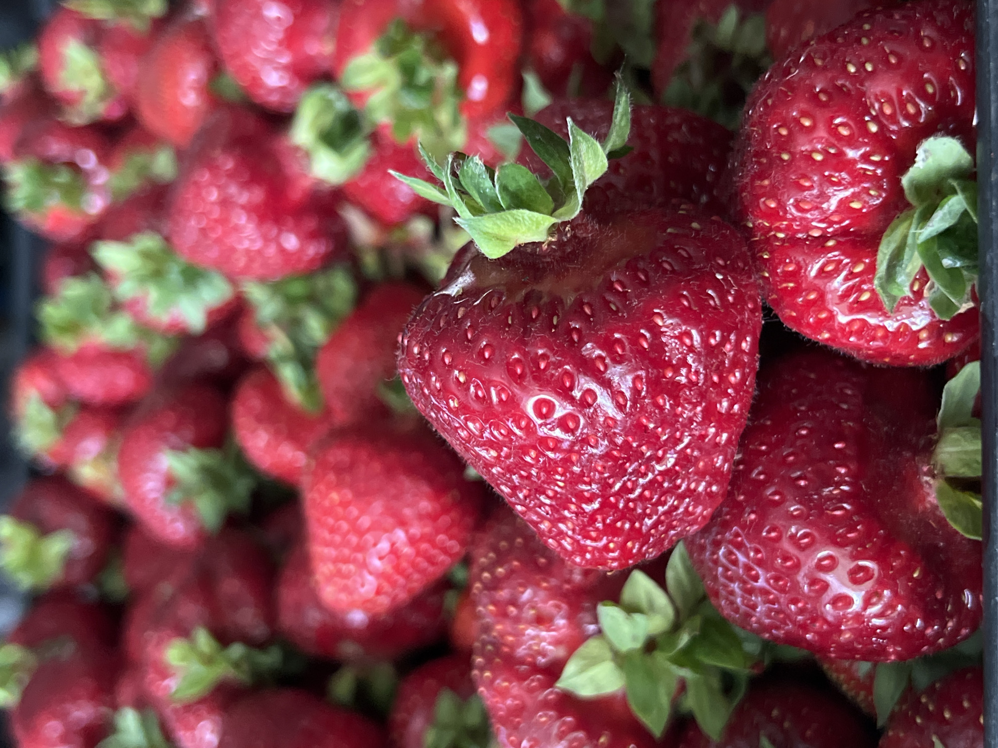 The image is a close-up, overhead shot of a large pile of ripe, red strawberries. The strawberries are plump and juicy, with visible seeds and green leafy tops. Some of the strawberries are in sharp focus, while others are blurred in the background, creating a sense of depth. The lighting is natural and highlights the vibrant red color of the fruit. There are no people or any other objects visible in the image, besides the strawberries. There is no information available in the image that would allow for a determination of its location in the city of Krasnodar, Russia.