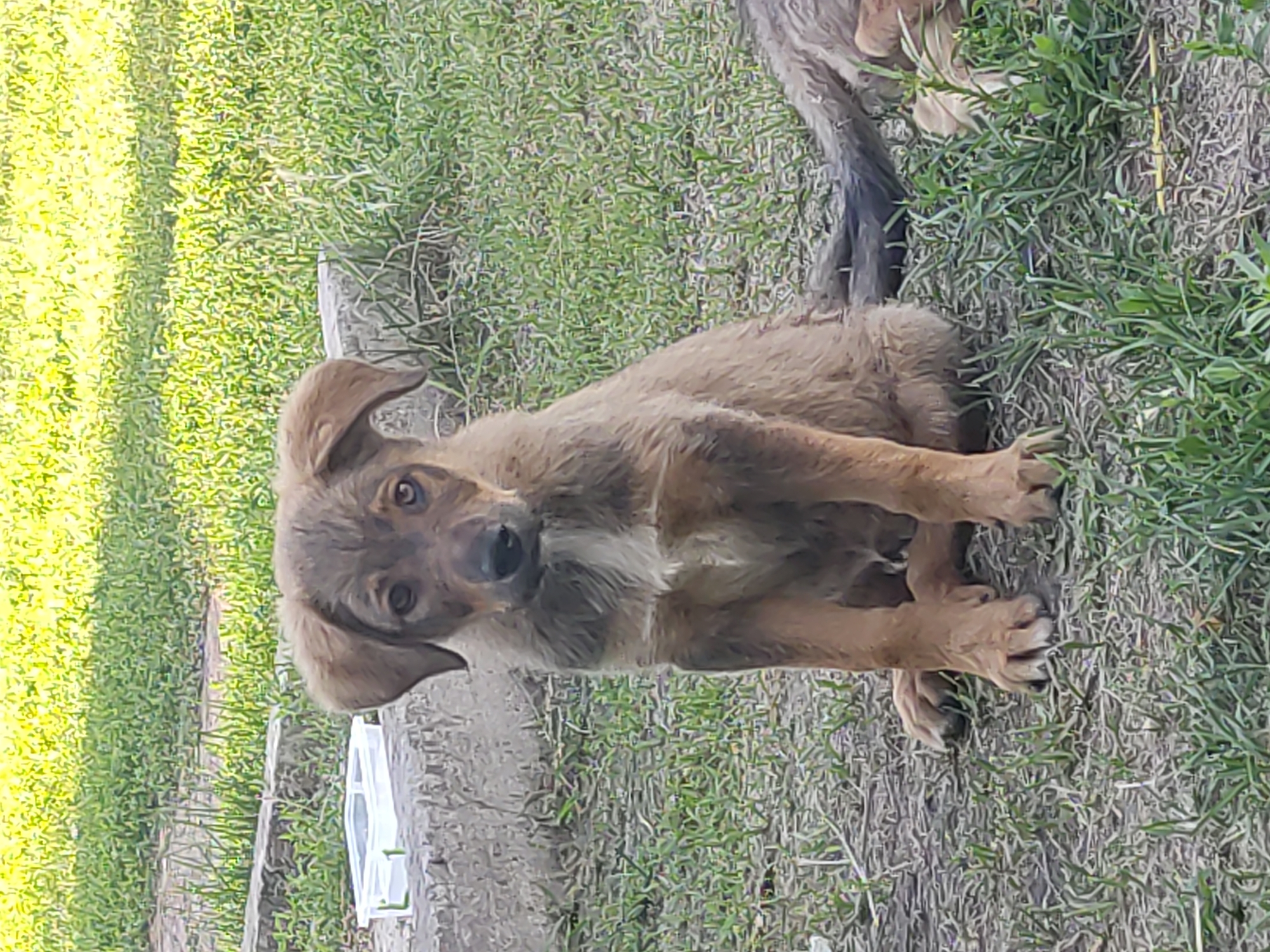 A medium-sized, tan puppy with floppy ears sits on a grassy area. The puppy's fur is shaggy, and it has a white patch of fur on its chest. Its eyes are dark brown, and its nose is black. The puppy is looking directly at the camera. In the background, there is a concrete border and a white plastic container. The ground is covered with dry grass and some green shoots. The image was taken outdoors.
