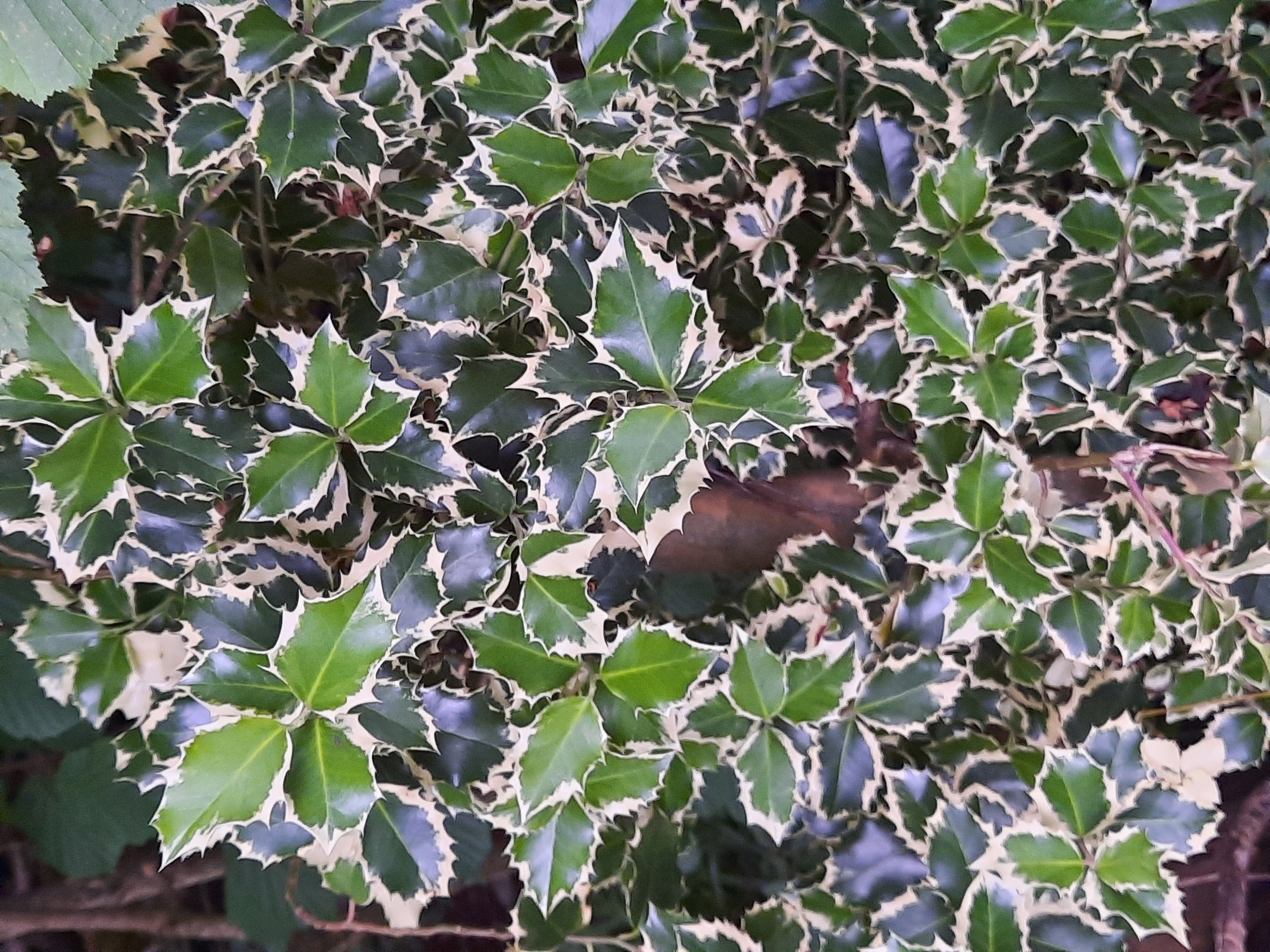 The image is a close-up, top-down view of a variegated holly bush. The leaves are dark green with creamy white margins, and many have sharp, pointed edges. The bush is dense, with leaves overlapping each other. The background is out of focus, showing dark green foliage and some brown branches. There are no people or any other discernible objects in the image. The scene appears to be outdoors, likely in a garden or park. The exact location in the city of Rosenheim, Germany cannot be determined from the image alone.