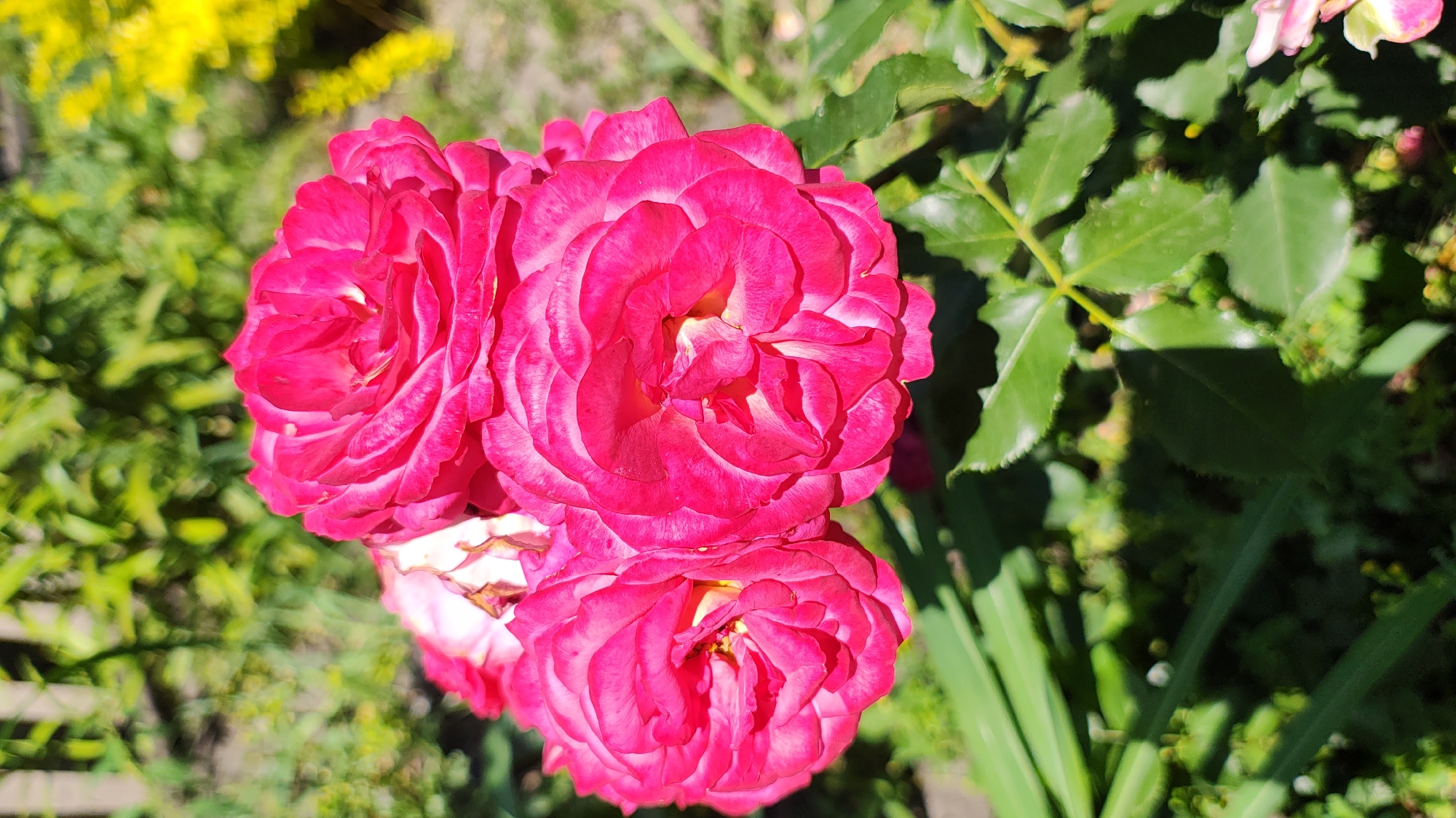 The image displays a close-up view of three bright pink roses in bloom. The roses are the central focus, with their velvety petals appearing layered and delicate. The background is softly blurred, showing green foliage and hints of yellow flowers, suggesting an outdoor garden setting. The lighting indicates it is daytime, with sunlight casting shadows on some of the leaves. The location of this scene in Zhytomyr, Ukraine, cannot be determined from the visual information provided in the image. There are no people or animals visible, and no specific actions or interactions are depicted.