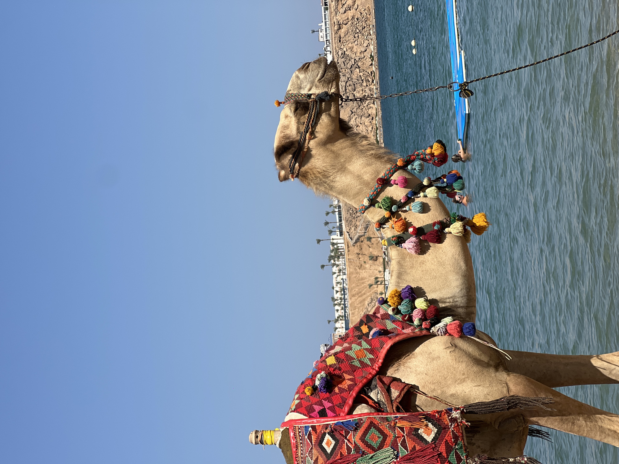 A side profile of a camel is prominently featured in the foreground, adorned with a colorful, patterned saddle blanket and numerous bright tassels. The camel stands on a sandy beach, with the calm, blue waters of the Red Sea extending behind it. In the middle ground, two individuals are visible in the water, with one lying on a floating platform and the other partially submerged. Beyond the water, a rocky hillside is covered with vegetation and dotted with white buildings, suggesting a resort or town. Palm trees are scattered along the coastline, and the sky is a clear, bright blue, indicating a sunny day. The location is Sharm El Sheikh, Egypt.