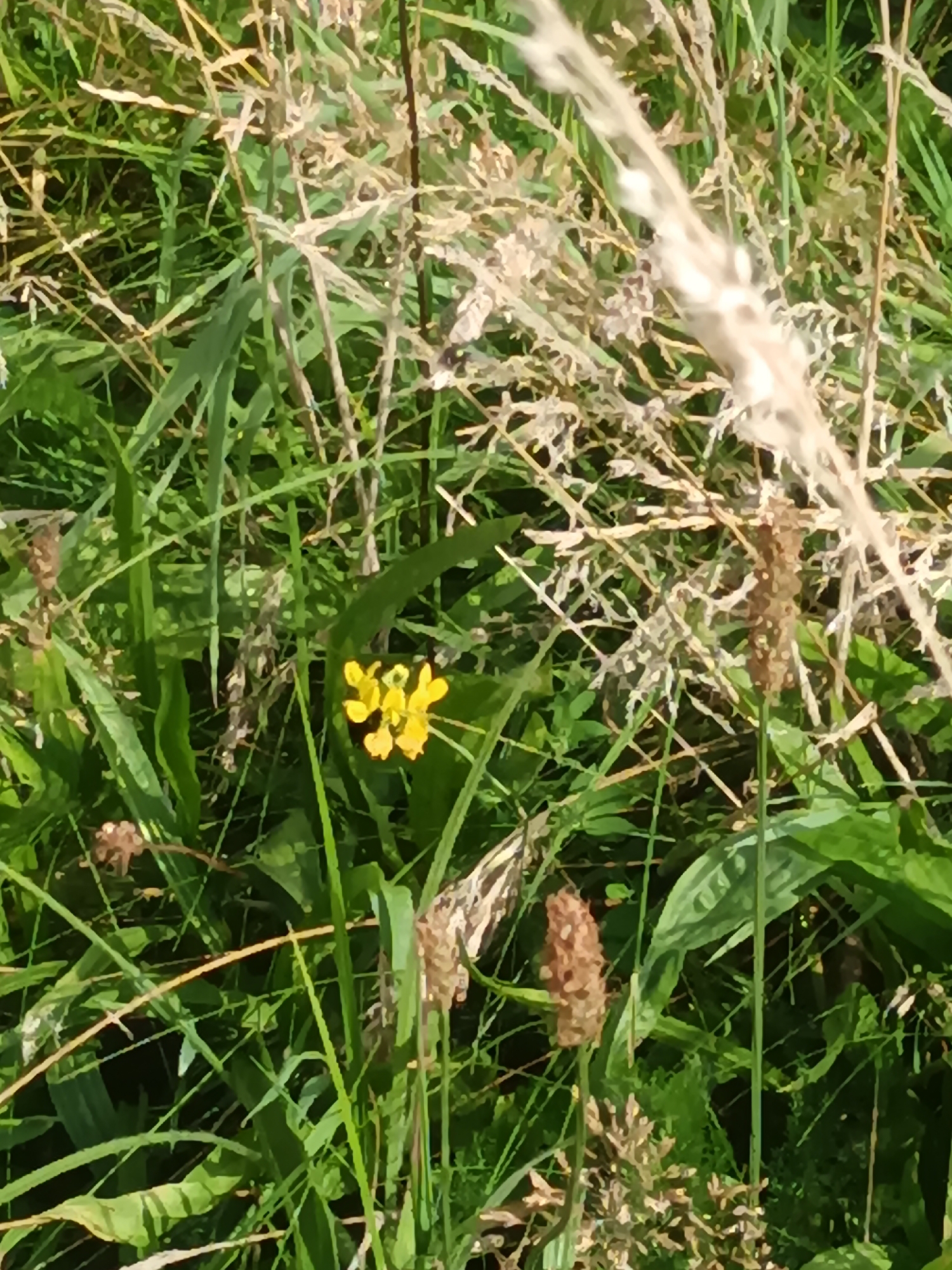 The image displays a close-up view of a natural environment, possibly a meadow or field, with lush green grass and dry, faded stalks of vegetation. In the center of the frame, a small cluster of bright yellow flowers stands out against the predominantly green and brown background. The flowers have multiple petals and appear to be in bloom. Several dry seed heads or flower spikes are also visible, adding texture and variation to the scene. The lighting suggests it is daytime, with some sunlight casting shadows and highlighting certain areas. The overall impression is one of a natural, untamed landscape. There is no indication of human presence or activity within the frame. The image does not provide any specific clues to identify its location in Varel, Germany.