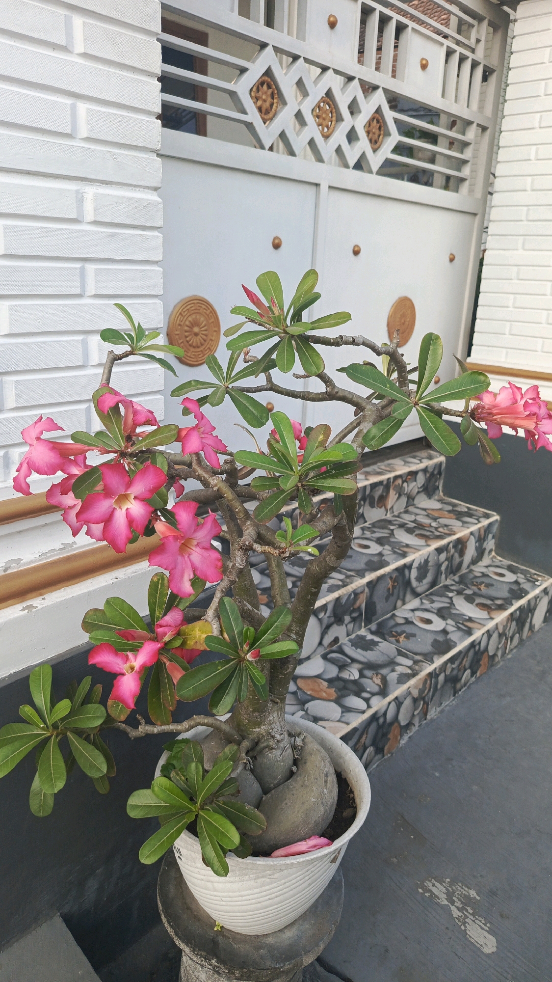 In the city of Cekok, Indonesia, a close-up outdoor shot features a potted Desert Rose plant with vibrant pink flowers and lush green leaves, positioned on a stone stand. The plant's thick, gnarled trunk is prominent. Behind the plant, a white brick wall is visible to the left, and a set of tiled stairs leads up to a grey metal gate with decorative elements. The ground in front of the stairs is dark grey concrete. The image is taken from a low angle, emphasizing the plant and its surroundings.