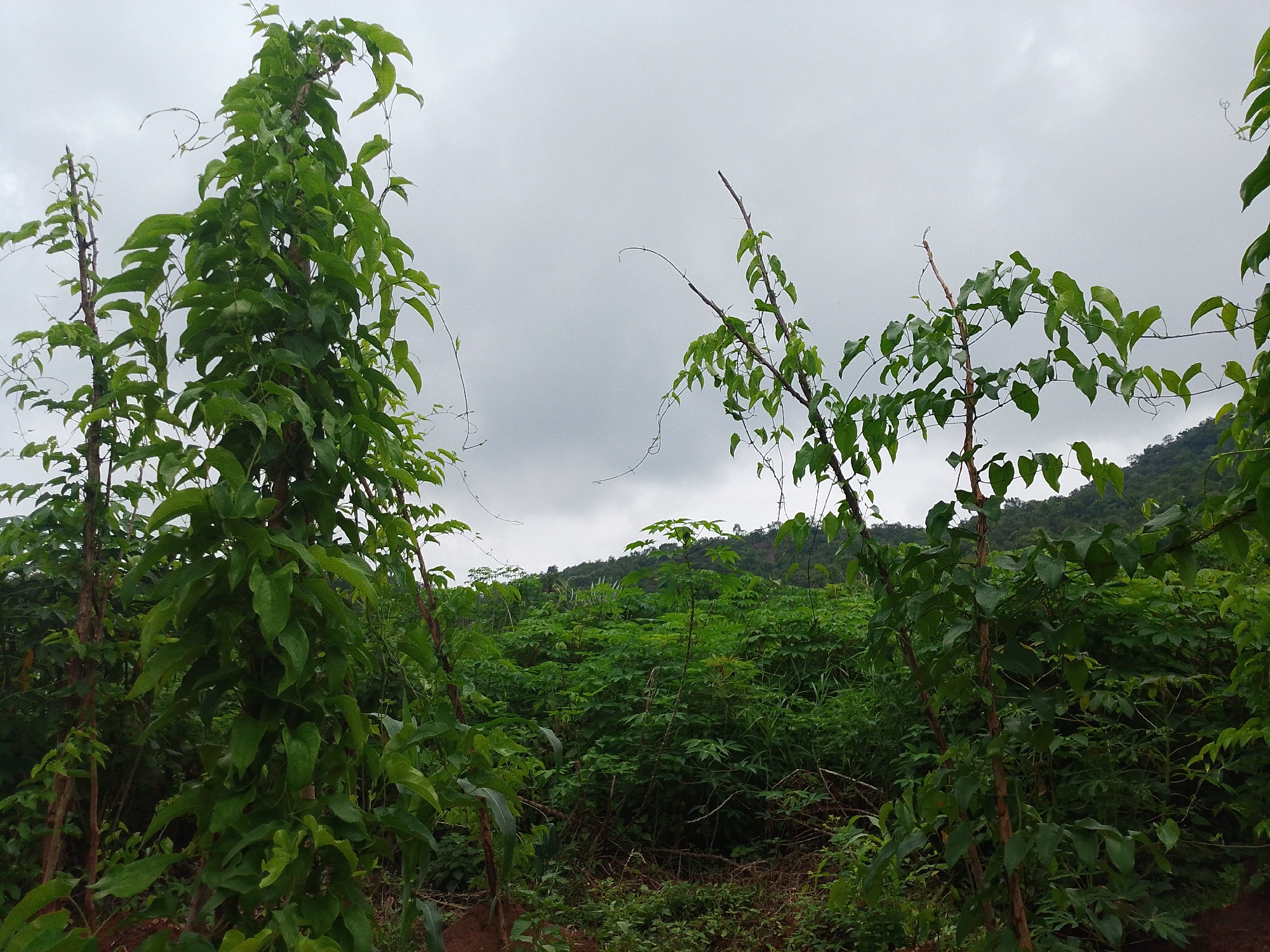 In an outdoor, natural environment under a cloudy sky, several plants are prominently featured. In the foreground, two tall, leafy green plants with brown, woody stems dominate the left and right sides of the frame. The plant on the left is densely covered in heart-shaped leaves. The plant on the right, slightly further back, also has green leaves and thin, winding vines.
Beyond these foreground plants, a field of lower-lying green vegetation stretches into the middle ground. This field appears to be a crop, possibly cassava, with broad, divided leaves. In the background, a lush green hillside covered in trees rises against the overcast sky. The ground in the foreground is a mix of dark soil and dead leaves, with hints of other plants and grasses. The overall scene suggests a rural or agricultural setting.