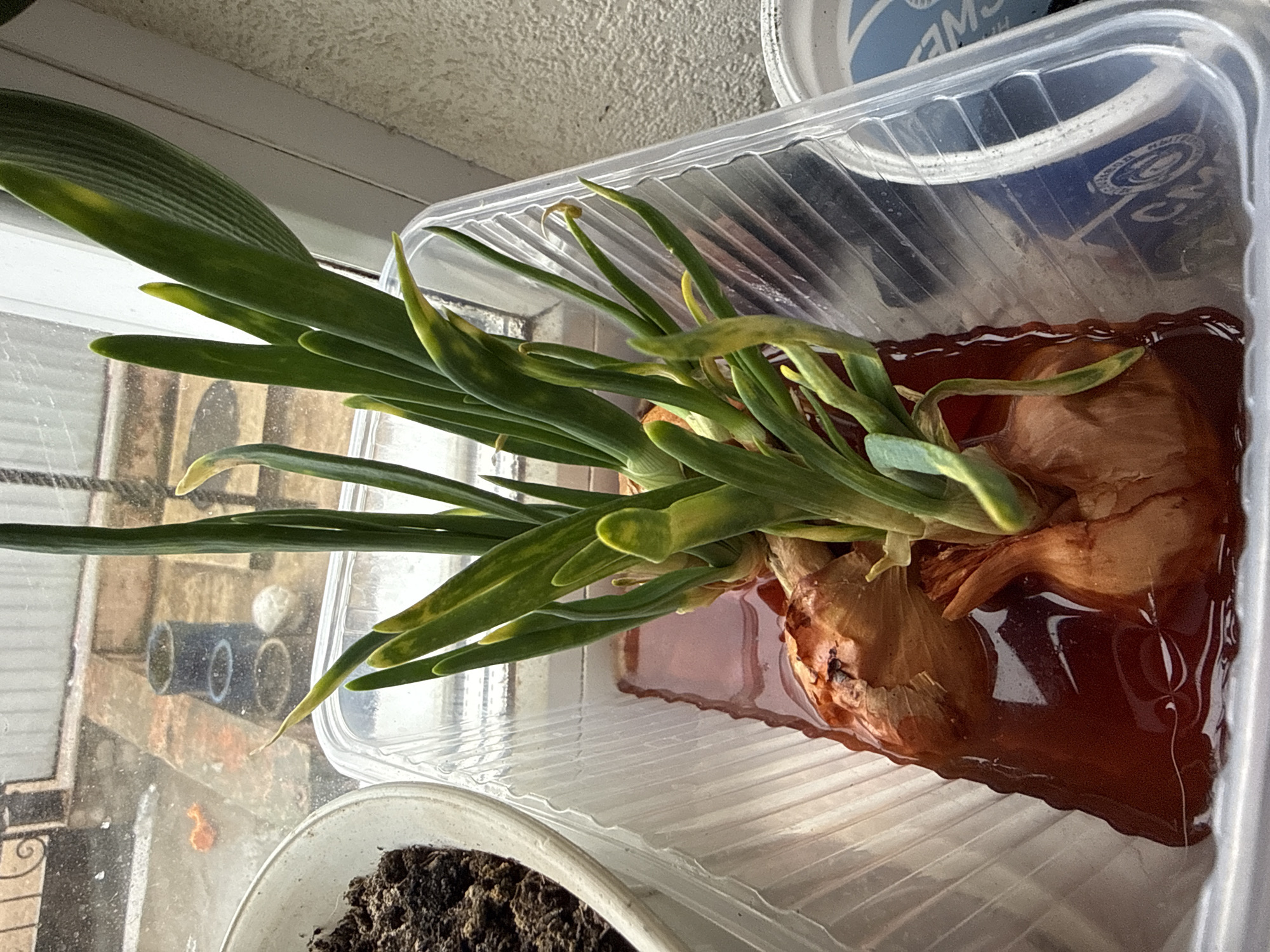 The image captures an indoor scene, likely near a window in Chaikovsky, Russia, where plants are being cultivated. The central subject is a clear plastic container holding two brown onion bulbs partially submerged in a reddish-brown liquid. Long, green leaves with some yellowing are sprouting vigorously from the tops of these bulbs, extending upwards and to the left.
In the bottom left, a portion of a white plant pot filled with dark soil is visible. Through the window behind the plant setup, an outdoor view reveals several dark-colored cylindrical objects, possibly pipes, and other indistinct structures, suggesting an urban or industrial backdrop. Natural daylight illuminates the scene, indicating it is daytime.
In the upper right corner, a white bucket or container is partially visible, featuring blue text that appears to start with "AM". The plastic container housing the onions has distinct ridges on its sides. The reddish-brown color of the liquid might be attributed to pigments from the onion skins or a specific growth solution. The activity depicted is the rooting or sprouting of onion bulbs in water, a common method for growing green onions indoors.