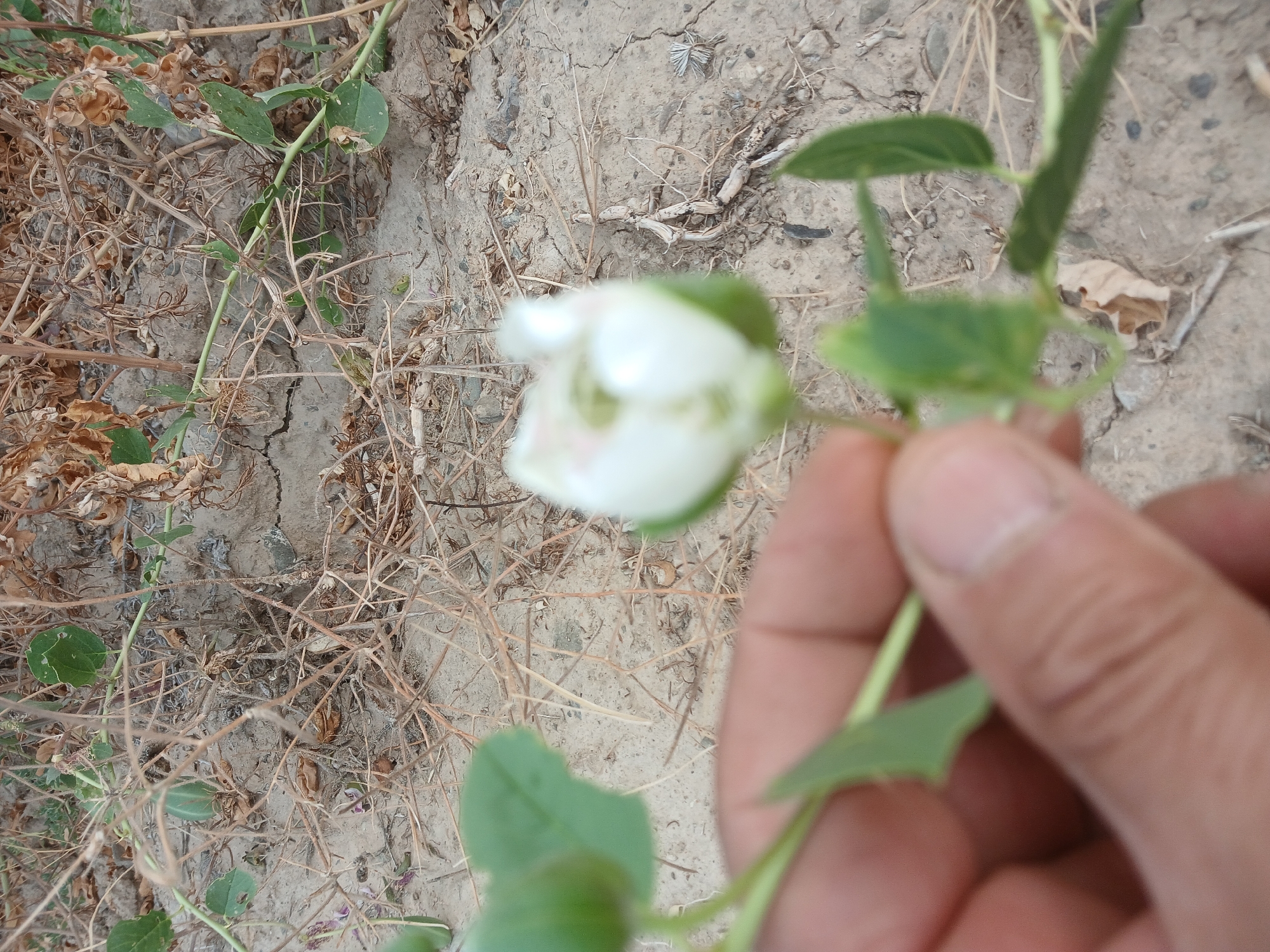 In this close-up, shallow depth-of-field shot, a blurry white flower with hints of pink is the central subject. The flower is held by a person's hand, partially visible on the right side of the frame. The hand is out of focus, but the skin tone suggests it belongs to an adult. The flower appears to be delicate, with multiple petals forming a cup-like shape.
The background depicts a dry, earthy landscape, characterized by cracked, sandy soil interspersed with dried plant matter and sparse, green foliage. The vegetation is predominantly withered and brown, indicating a dry environment or season. A thin, green stem extends from the flower, with a few small, green leaves also visible. The overall scene suggests an outdoor setting, possibly in a rural or natural area.
The lighting is natural, and the overall image appears to be taken during the daytime, likely under clear or partly cloudy skies, given the brightness. There are no discernible signs of text in the image. The context provided, "May, Uzbekistan," places the scene in a region known for its arid climate, where such dry vegetation and delicate wildflowers might be expected during the late spring. The focus on the flower and the hand holding it suggests an intimate observation of nature.
