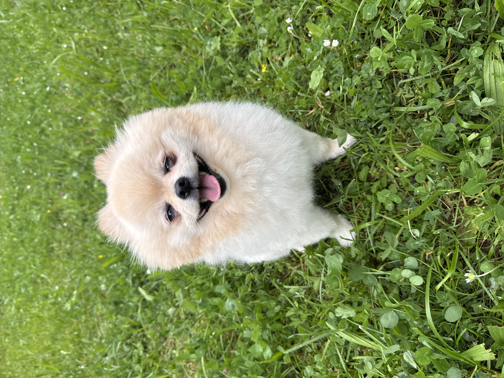 A Pomeranian dog is lying in grass. The dog is facing the camera, with its mouth open and tongue sticking out. The grass is green and there are clovers growing in it. It's daytime, and it's likely that the photograph was taken in Bietigheim-Bissingen, Germany.