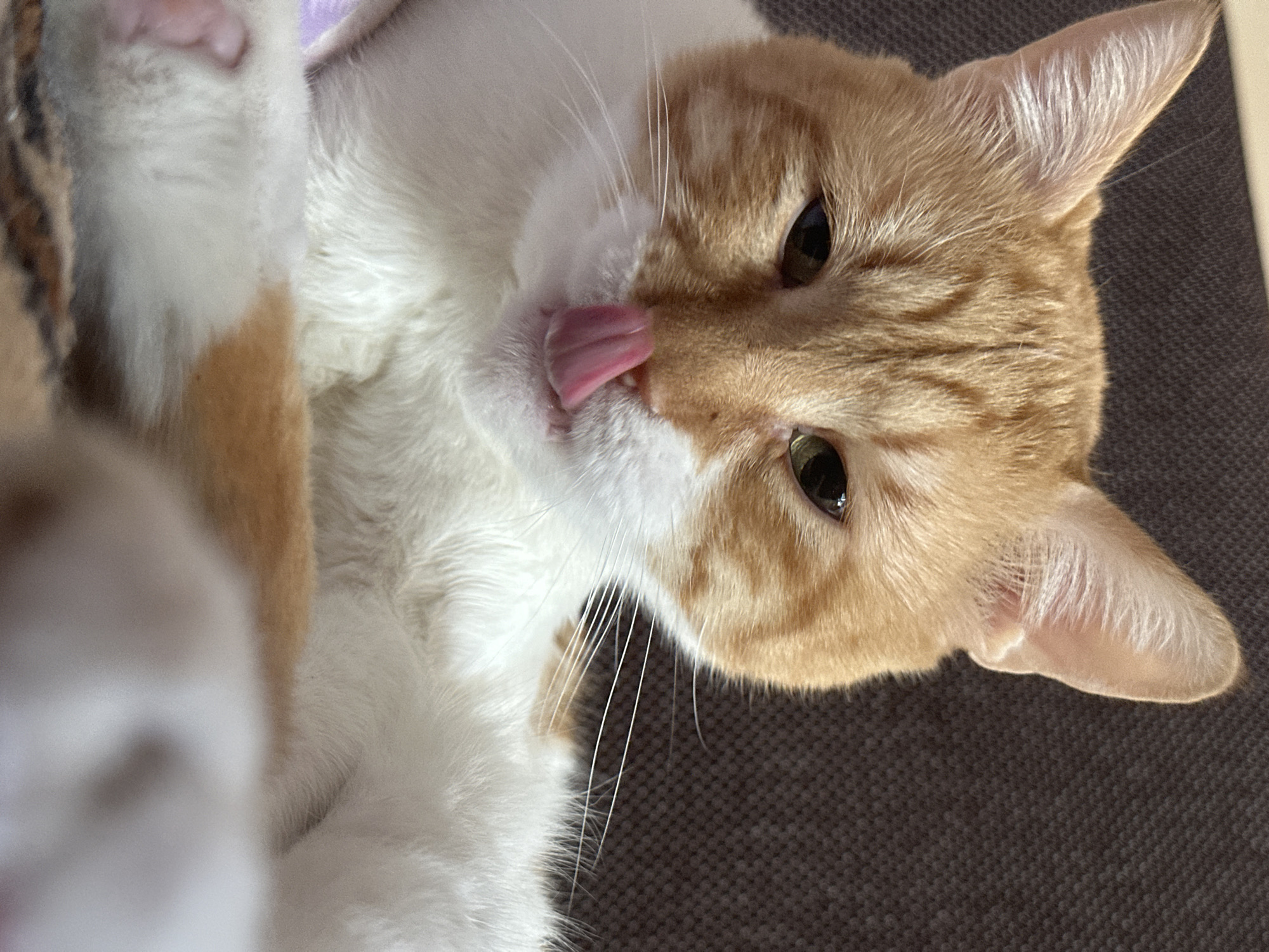 A close-up, eye-level shot captures an orange and white cat licking its nose. The cat is facing forward, with its pink tongue extended. Its ears are perked up, and its green eyes are looking slightly to the left. The background is a dark, textured surface, likely a couch. The cat's fur is visible in detail, with orange tabby markings on its head and body, and white fur on its chest and paws. One of the cat's front paws is resting in the foreground, showing a pink toe bean. The lighting suggests an indoor setting, possibly during the day. No specific location in Sofia, Bulgaria can be identified from the image.