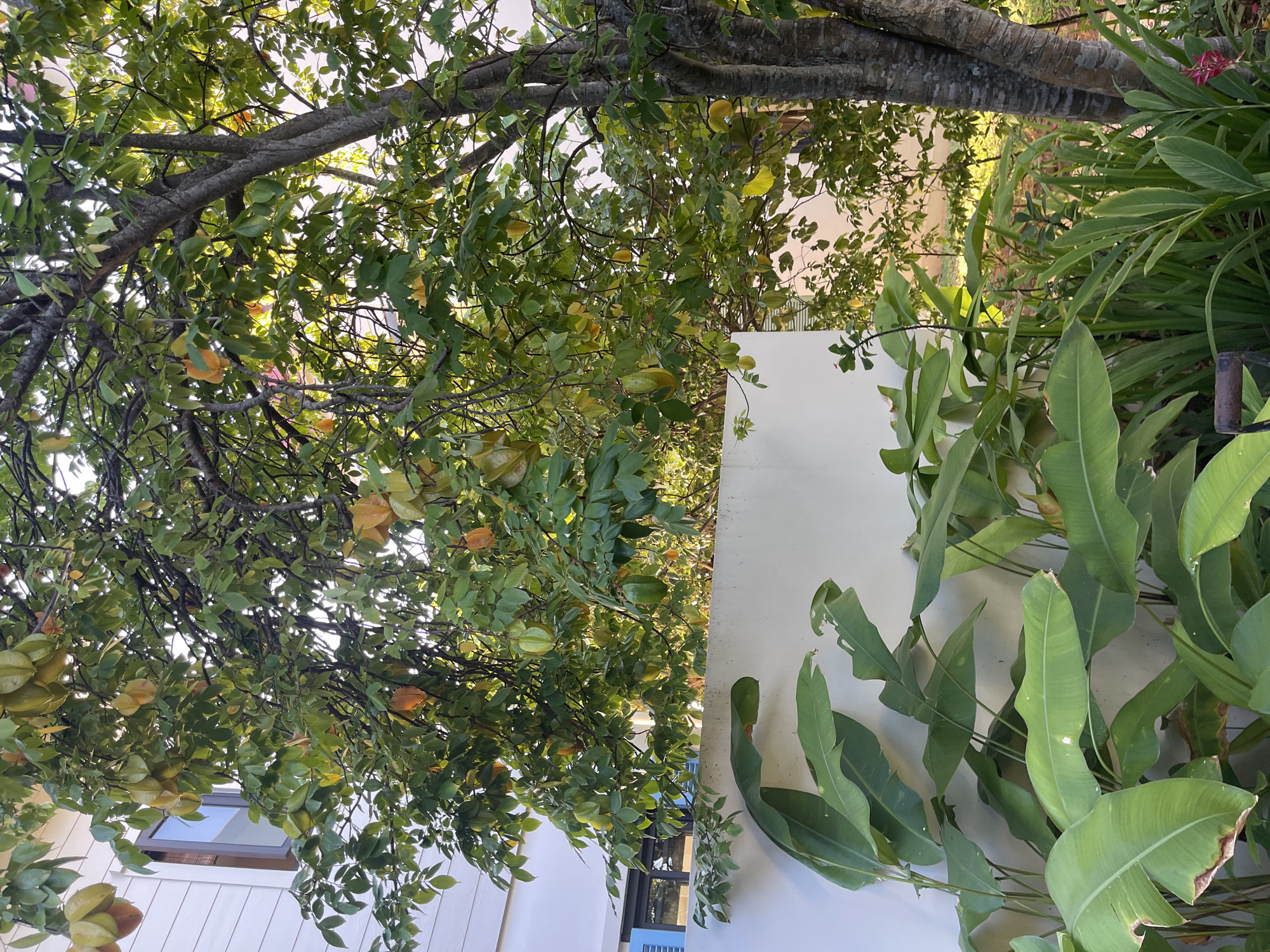 The image depicts a star fruit tree laden with ripe fruit, with its branches extending over a white wall and lush green foliage. The tree's trunk is thick and textured, typical of a mature specimen. To the left of the star fruit tree, a portion of a modern white building with a brown-framed window is visible. Large, tropical green leaves, possibly from a banana or heliconia plant, dominate the foreground, partially obscuring the white wall. The background reveals more greenery and hints of other trees and structures. The overall scene suggests a tropical garden setting, likely in a residential area given the presence of the building. This scene is located in Providence, Seychelles.
