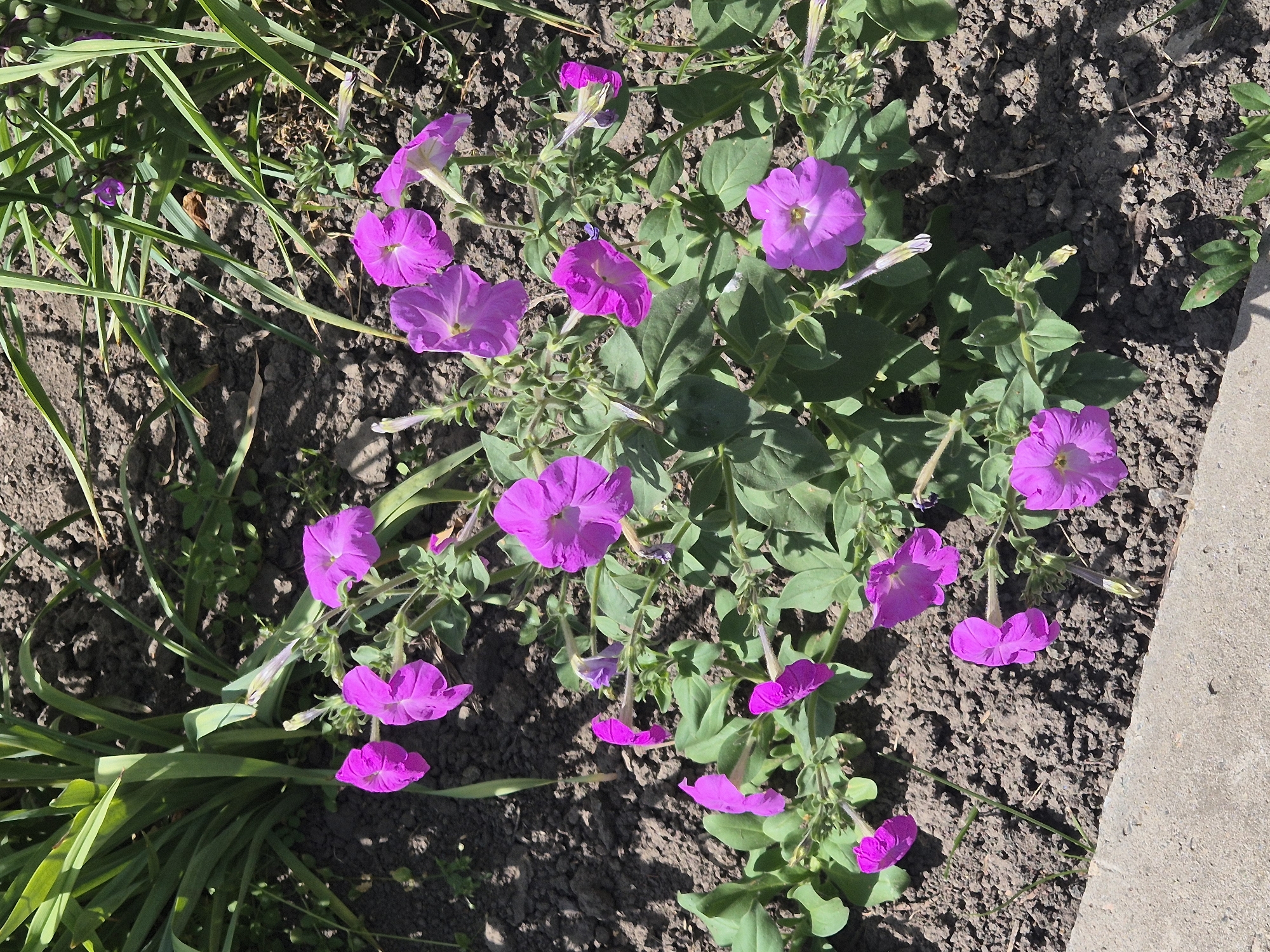 The image shows a close-up of vibrant purple petunias in bloom, planted in dark soil next to a concrete border. Tall green grass or foliage rises from the left side of the frame, casting shadows on the ground. The flowers are various stages of opening, with some fully bloomed and others still in bud. The sunlight highlights the velvety texture of the petals and creates dappled light and shadow patterns across the scene. The environment appears to be an outdoor garden or landscaping area. This scene is located in Sozonivka, Ukraine.