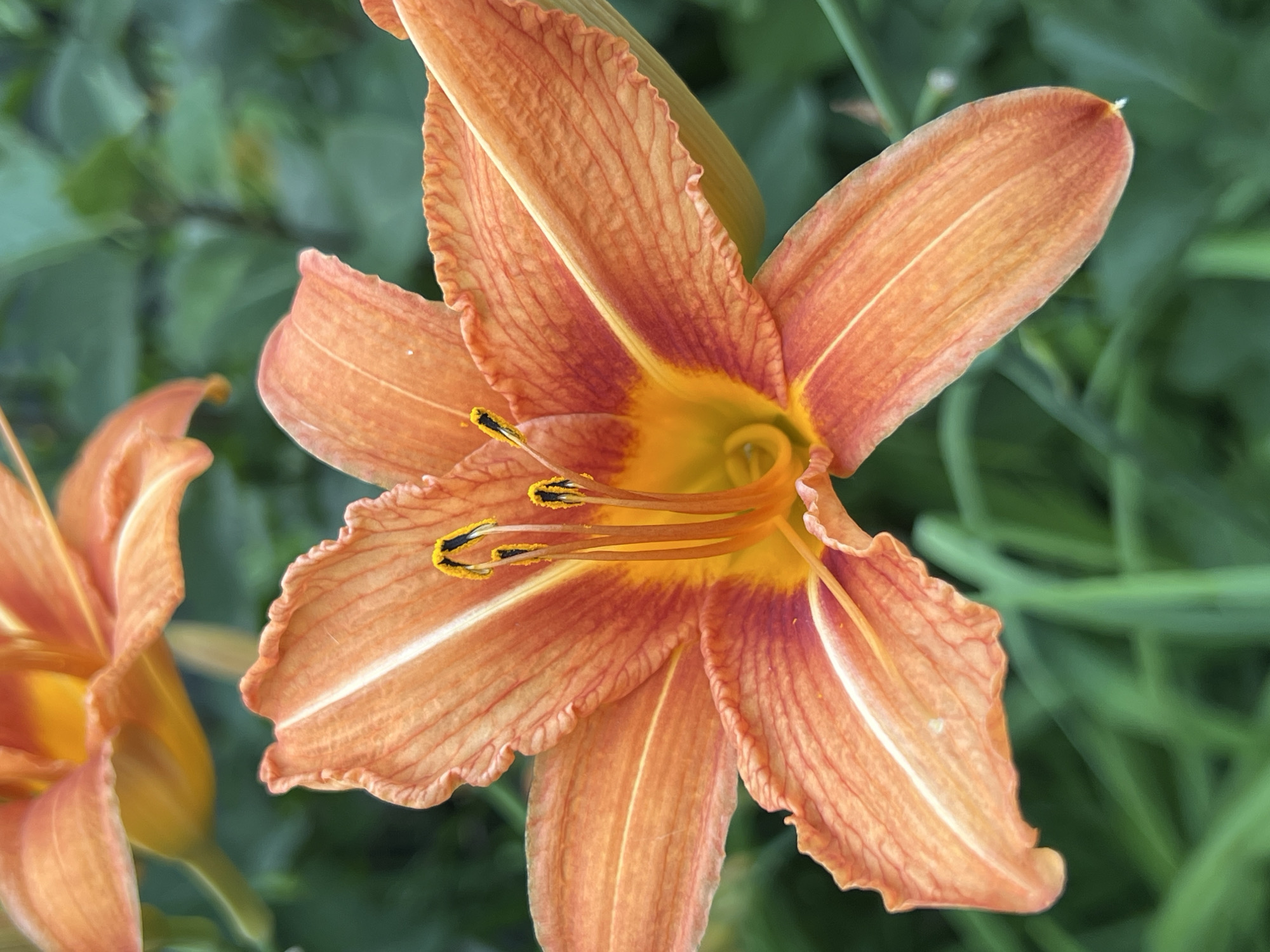 A close-up, vertical, full-frame shot focuses on an orange lily with a yellow center. The lily has six petals, with delicate lines and ruffled edges. The stamens, tipped with black anthers, are prominent in the center. The background is a blur of green foliage and another unfocused orange lily. The image is taken outdoors, with natural lighting. No specific location in Krasnodar, Russia is identifiable.