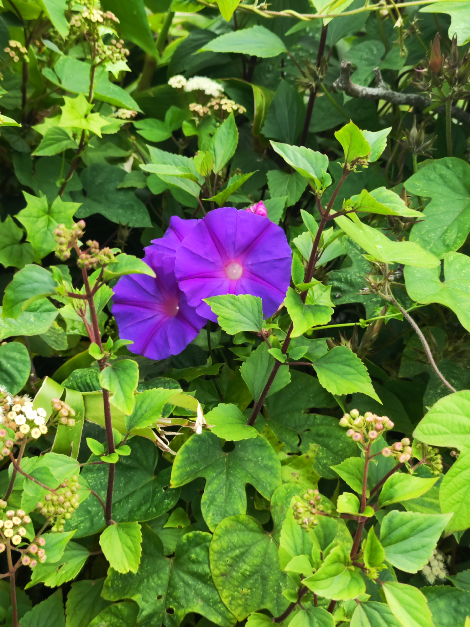 The image shows two vibrant purple morning glory flowers nestled among green foliage. The flowers are the focal point, displaying a deep purple hue with lighter centers. The surrounding vegetation includes a variety of green leaves, some with lobed shapes, along with small white flowers and clusters of buds. The scene is brightly lit and appears to be outdoors. The location is Ribeira Grande, Portugal.