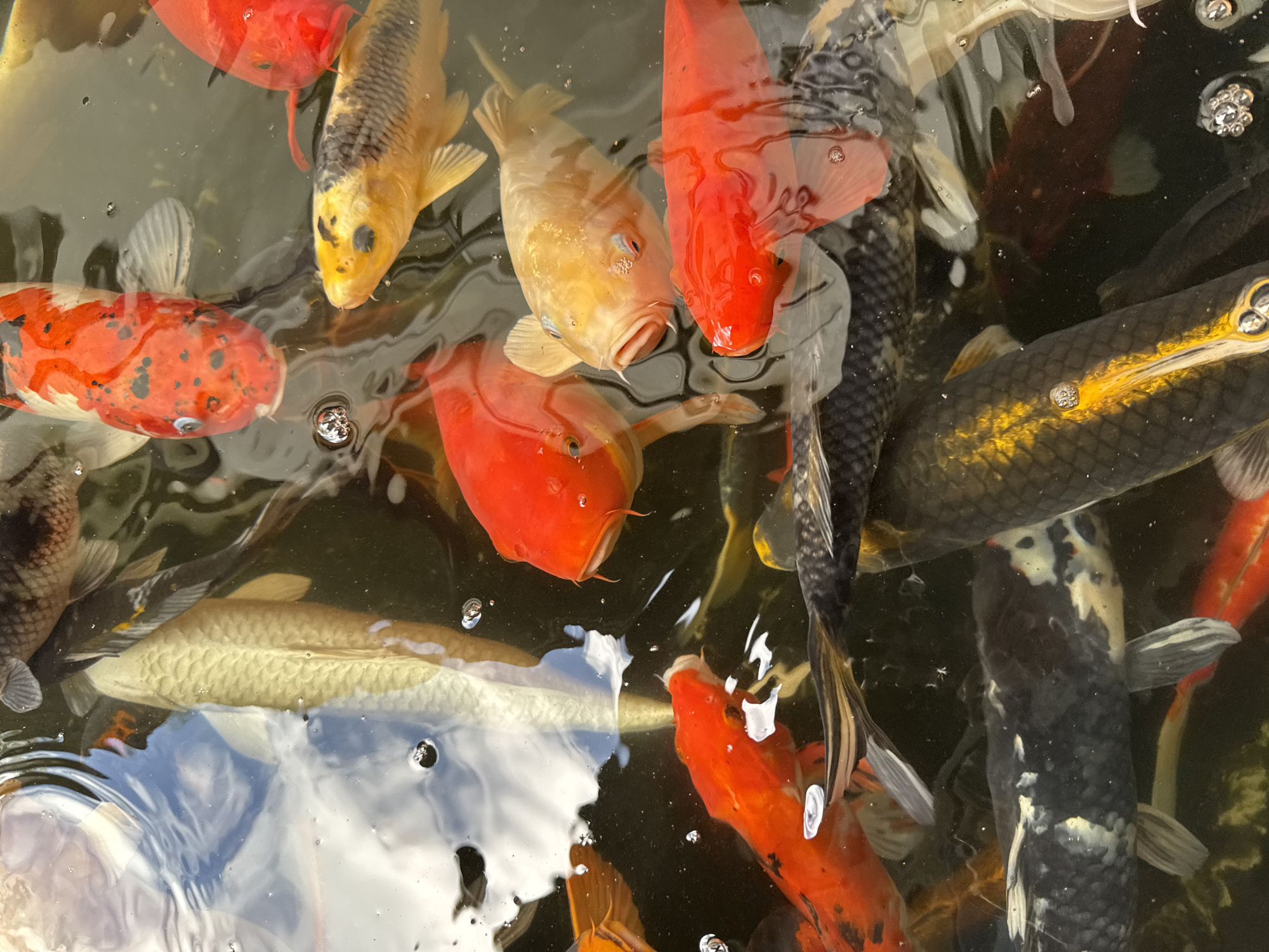 A photograph shows a collection of colorful Koi fish swimming in a pond. The fish are various colors, including red, yellow, white, black and orange. Some of the fish have mixed patterns. The water is murky, with reflections on the surface. Bubbles are visible in the water. The location is in Kuta Selatan, Indonesia.