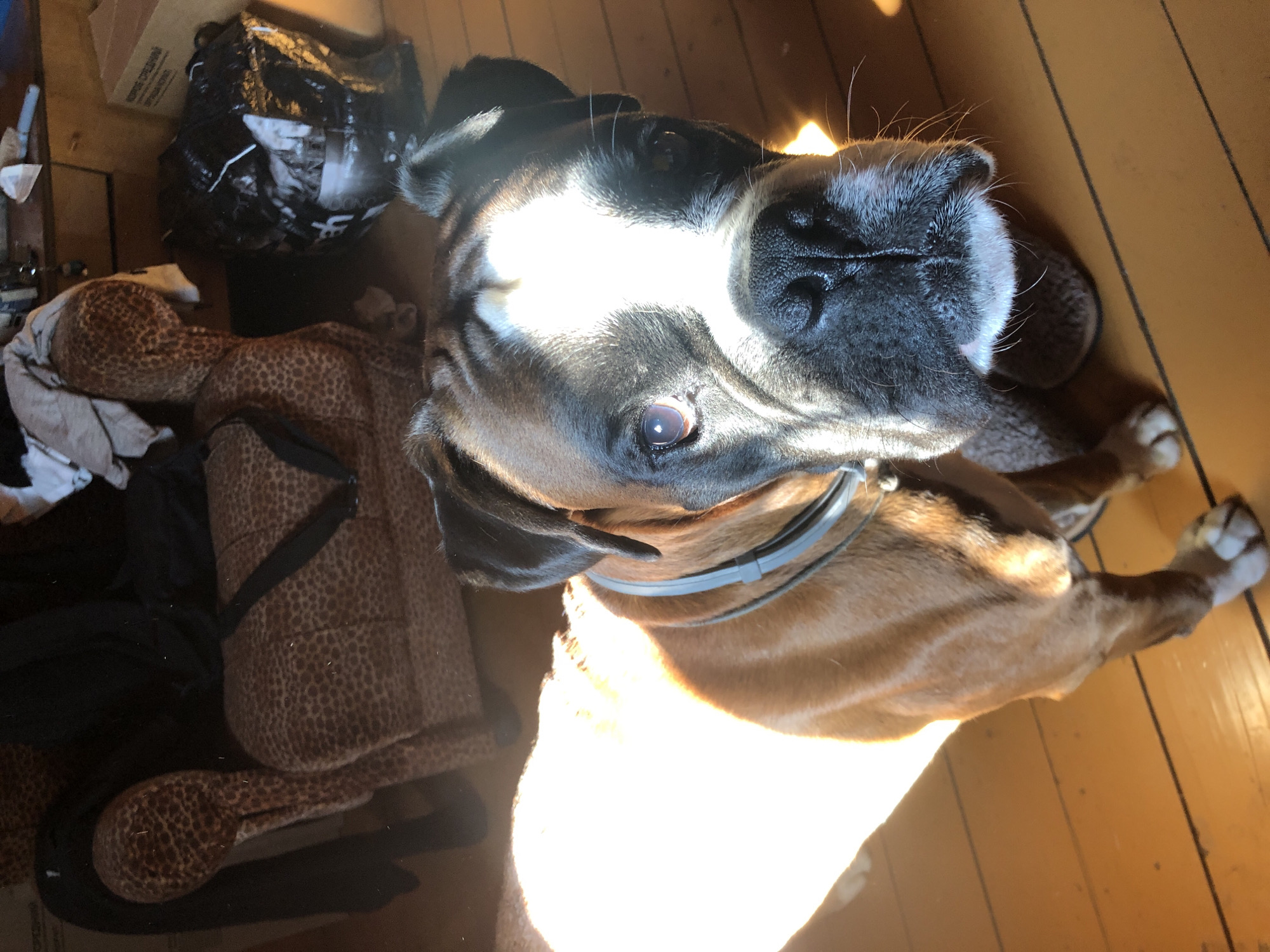 The image shows a boxer dog standing on a wooden floor, illuminated by sunlight. The dog is facing the camera, with its head tilted slightly. The background features a leopard-print armchair, a black trash bag, and various other objects that suggest an indoor setting. The lighting creates a strong contrast between the sunlit and shadowed areas of the scene. There is no indication of the location being in the city of Романово, Russia.