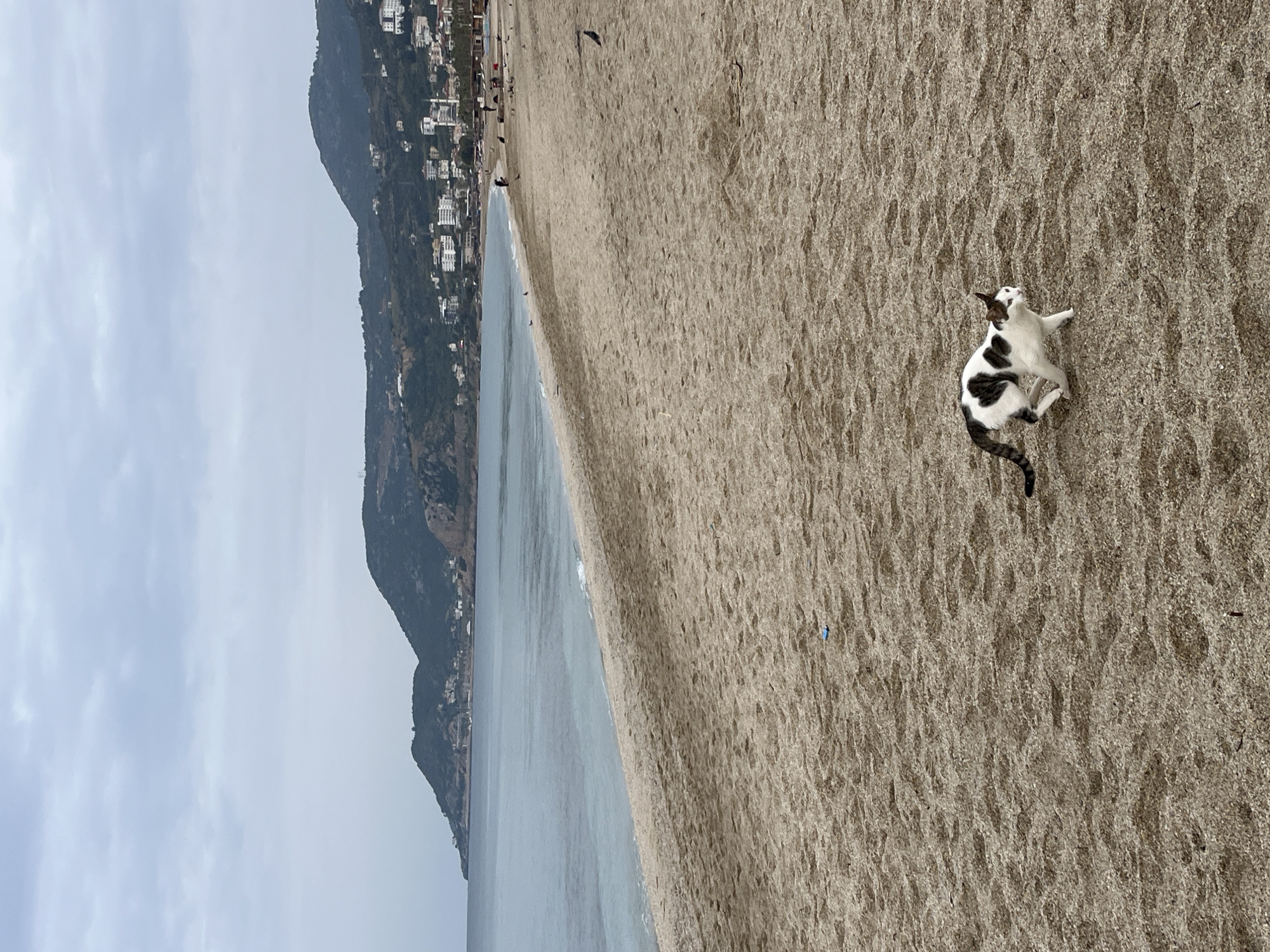 The image depicts a sandy beach in Alanya, Turkey. A black and white cat is lying on the sand. In the background, there is a body of water, likely the sea, and a mountain with buildings. The sky is overcast.