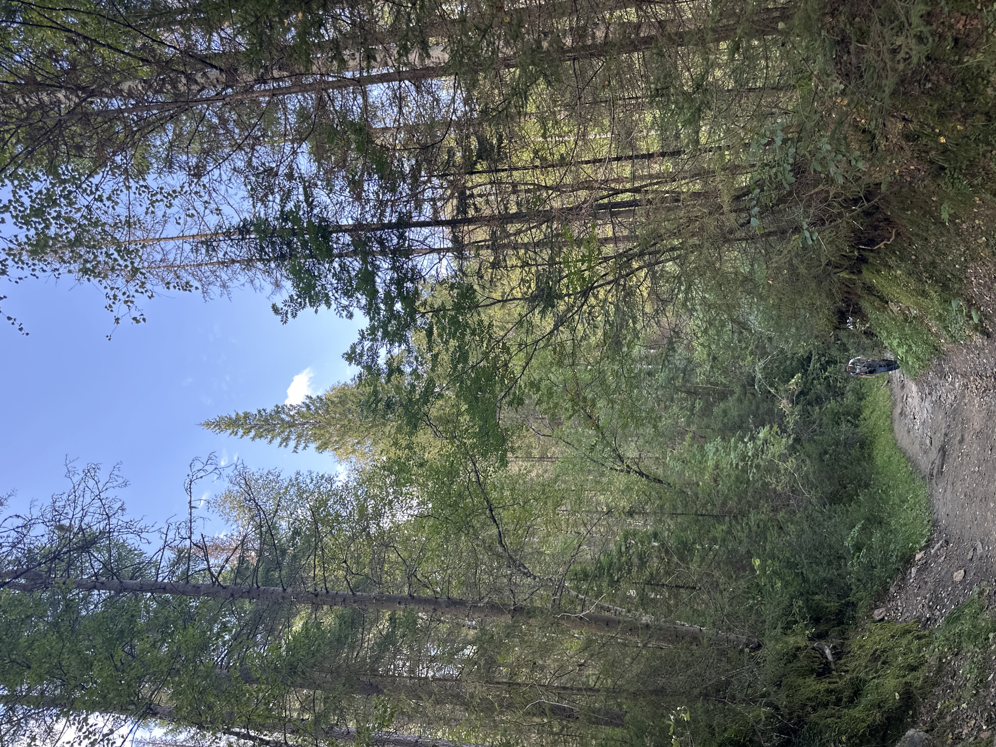 A lone figure walks along a dirt path through a dense forest. The path is narrow and winding, with trees on either side. The trees are tall and slender, with green leaves and brown bark. The ground is covered in fallen leaves and pine needles. The sky is blue with a few white clouds. The person is wearing a backpack and appears to be walking away from the camera.