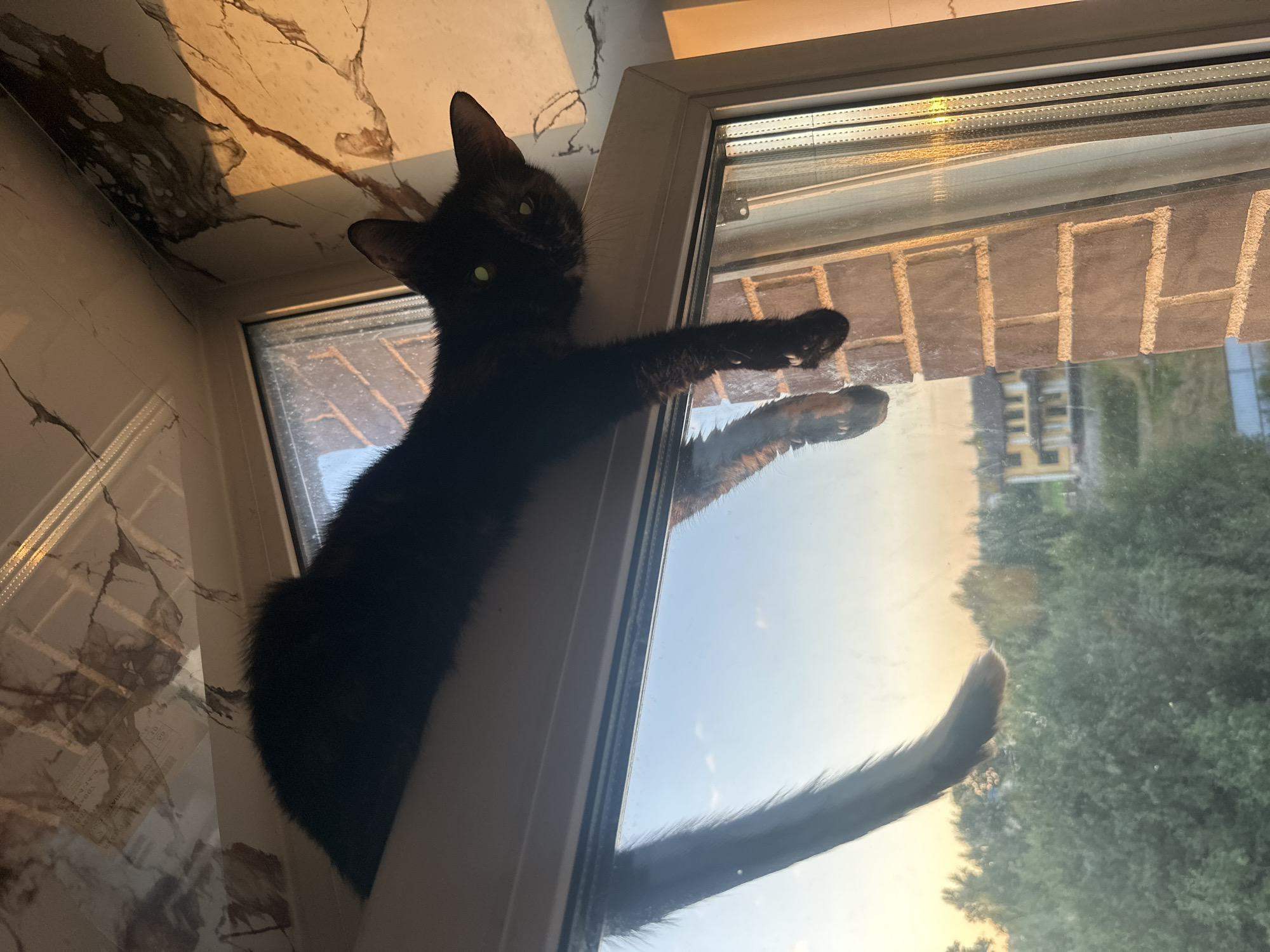 In Novaya Pustosh, Russia, a black cat is stretched out on a window ledge, with its body draped over the frame and its legs dangling downwards. The cat's eyes are a vibrant green, and its tail extends outwards, also hanging over the edge. Through the window, a view of green trees and buildings under a pale sky is visible, suggesting an outdoor environment. The wall near the window is adorned with a marble-patterned wallpaper, reflecting the golden hues of what appears to be either sunrise or sunset, casting a warm glow on the scene.