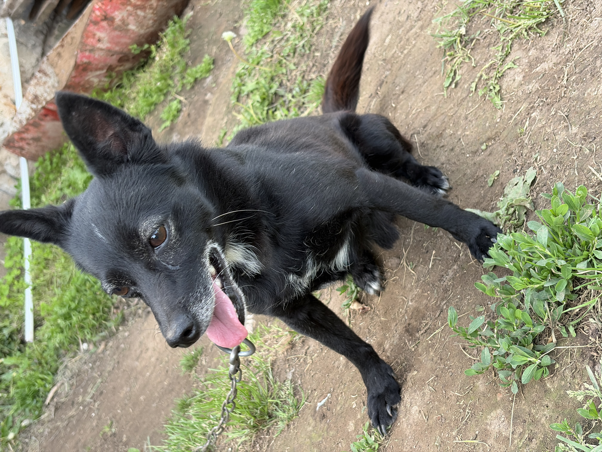 A black dog lies on a dirt ground in an outdoor setting in Чумна, Russia. The dog has medium-length black fur with notable white hairs around its muzzle, chin, and chest. Its pointed ears are erect, and its dark brown eyes gaze directly at the viewer. Its pink tongue is extended, indicating it is panting. A metal chain collar is visible around its neck, attached to a leash extending out of frame. The dog is mostly black, with a slightly fluffy tail curled upwards. It is resting on its side, with one front leg extended forward.
The immediate surroundings consist of bare earth with patches of green grass and low-lying weeds scattered throughout. In the upper left background, a blurry structure featuring red and white elements is partially visible. The scene is illuminated by natural daylight. The dog appears alert and relaxed, possibly observing its environment or the person taking the photograph. There is no visible text in the image.