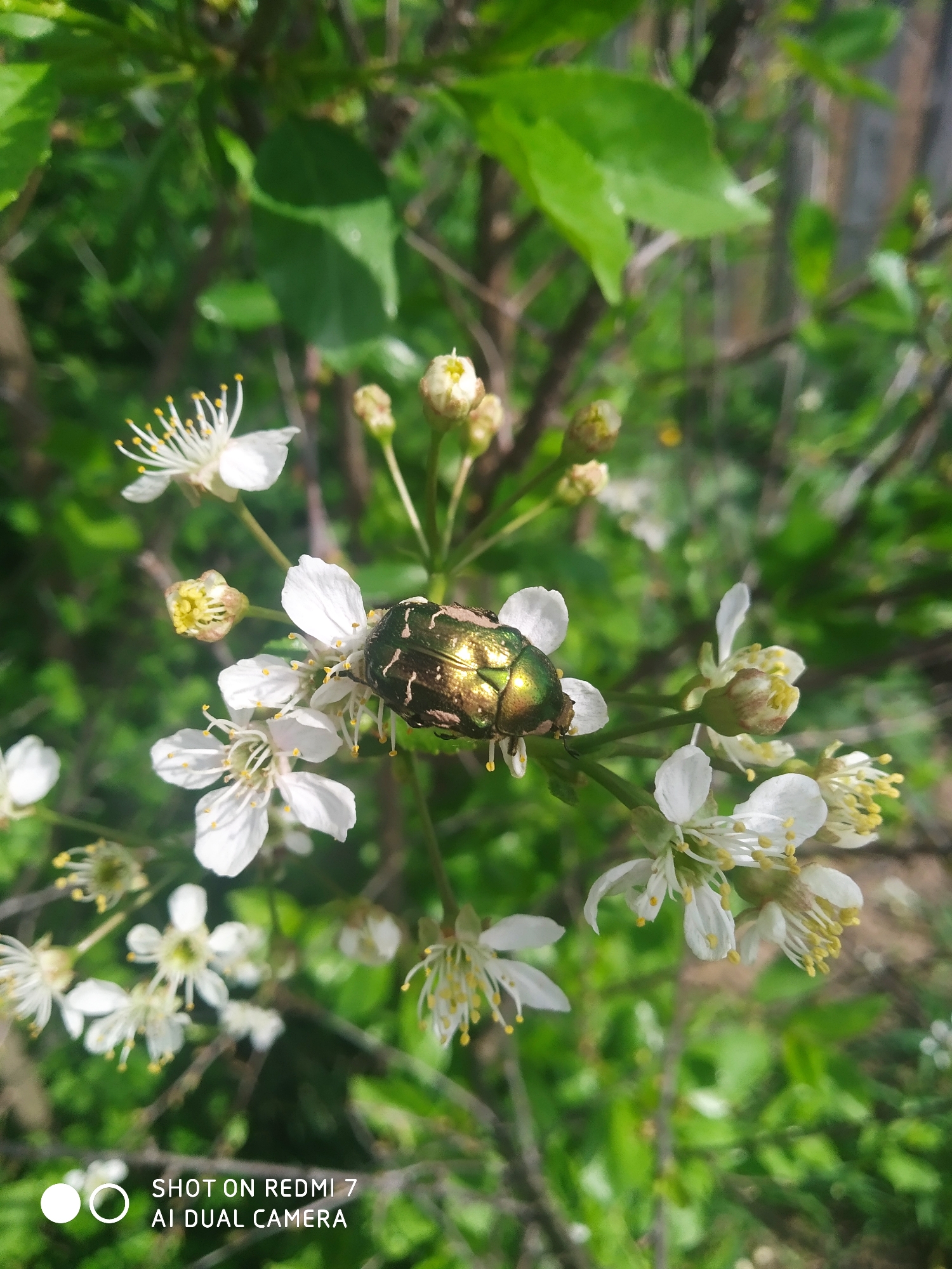 A close-up shot shows a green and bronze beetle perched on white cherry blossoms. The flowers are in full bloom with yellow stamens. Several unopened flower buds surround the blossoms. The background consists of blurred green foliage and branches. The words "SHOT ON REDMI 7 AI DUAL CAMERA" appear at the bottom of the frame. This photograph may have been taken in Ochansk, Russia.