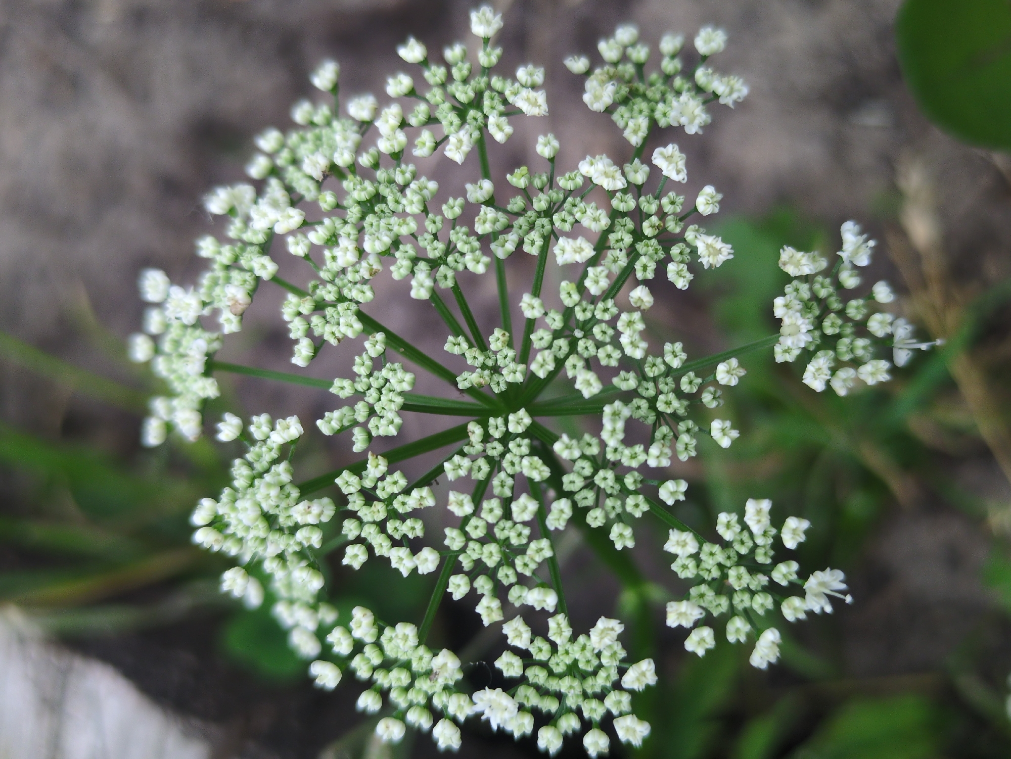 This is a close-up, top-down photograph of a cluster of small, white flowers. The flowers are arranged in an umbel shape, with many tiny florets branching off of a central stem. The background is blurred, with hints of green foliage and gray, earthy ground. There are no people or discernible man-made structures in the image. This photograph does not depict any specific location within Kulebaki, Russia; it is a generic nature scene.