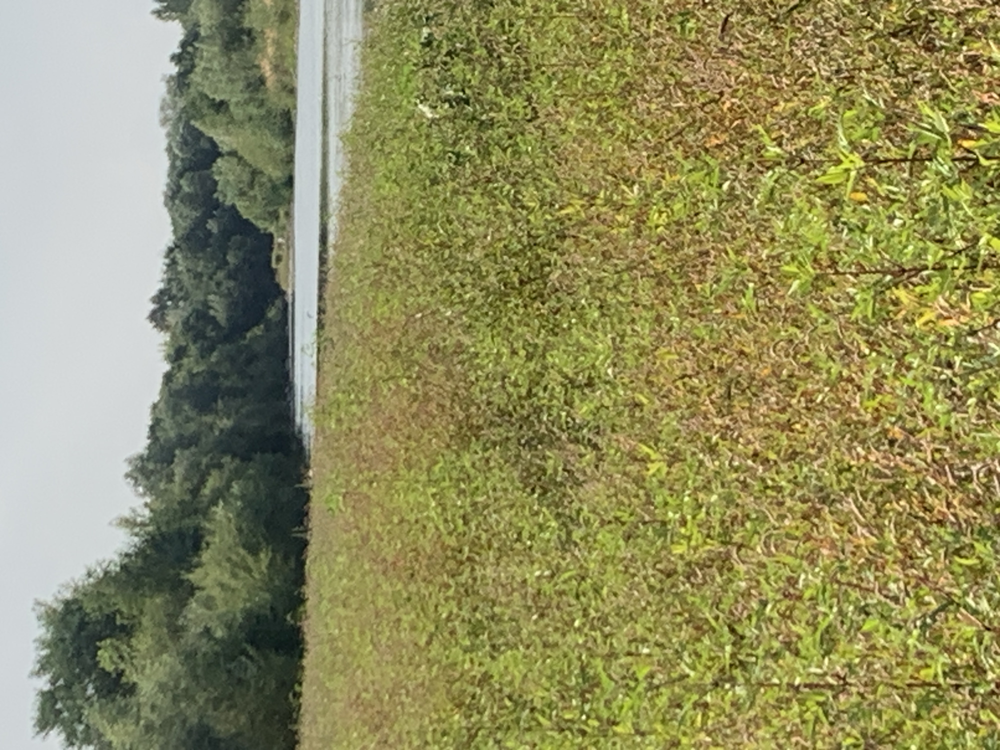 The image displays a natural landscape scene with a body of water in the background, bordered by a dense line of trees. In the foreground, there is a field of tall, green and brown vegetation, possibly reeds or tall grass, which dominates the lower portion of the frame. The sky is overcast and a pale grey. There are no visible structures or people in the image. The scene is consistent with a rural or park setting. The request for the location in Kolomyia, Ukraine cannot be fulfilled as the image itself provides no such geographical information.