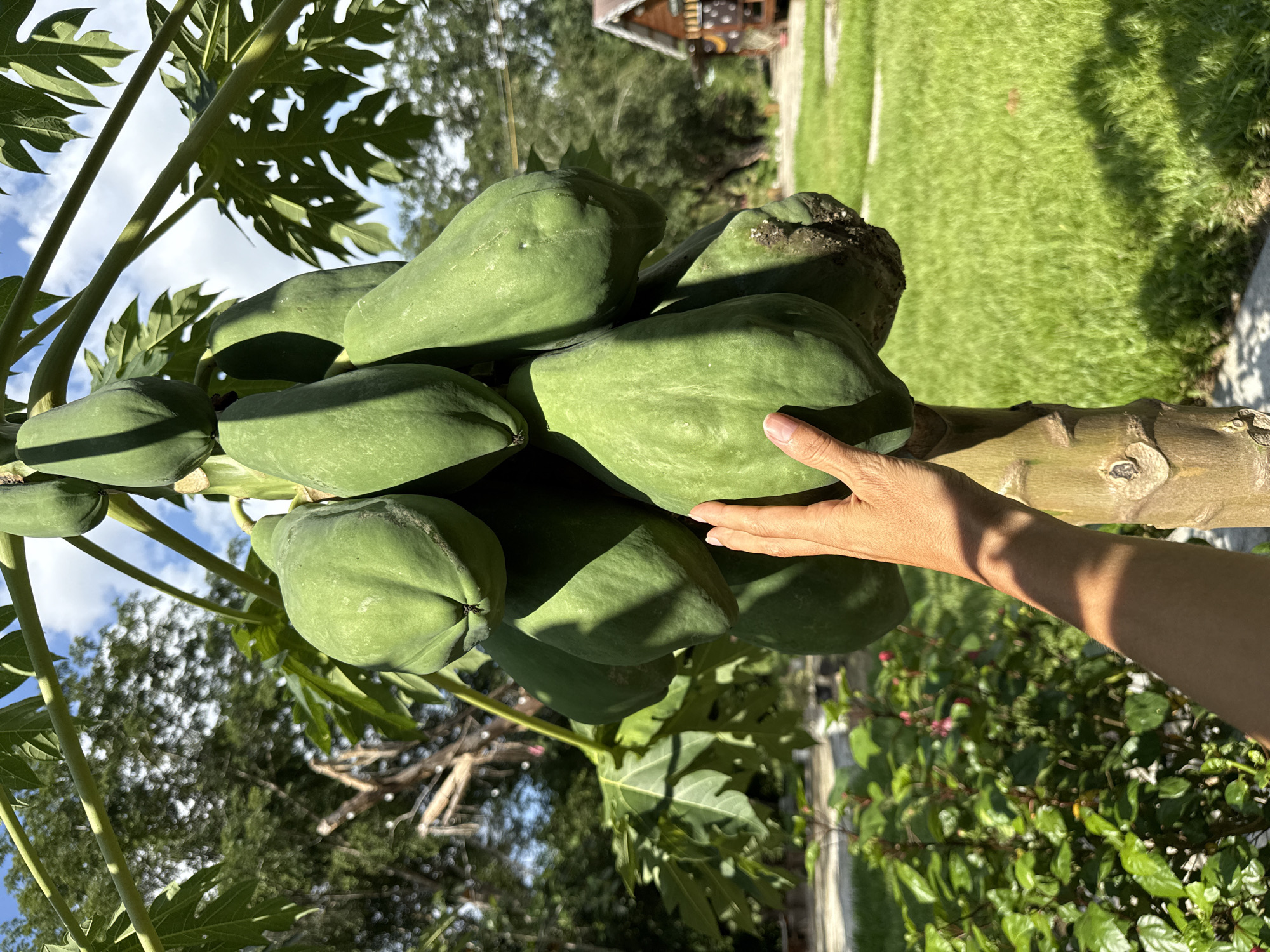 The image shows a bunch of green papayas growing on a tree, with a person's hand reaching out to touch one of them. The papayas are clustered together, and their skin is smooth and green. The hand is partially visible, and it appears to be a woman's hand with light skin. The background is a lush, green garden with a grass lawn and some trees. There is also a glimpse of a wooden house in the distance. The lighting suggests it is daytime, likely late morning or early afternoon, with bright sunlight casting shadows. The overall scene conveys a sense of abundance and connection with nature. The location context of Nam Khanh Vinh, Vietnam, suggests a tropical or subtropical climate, which is suitable for papaya cultivation.