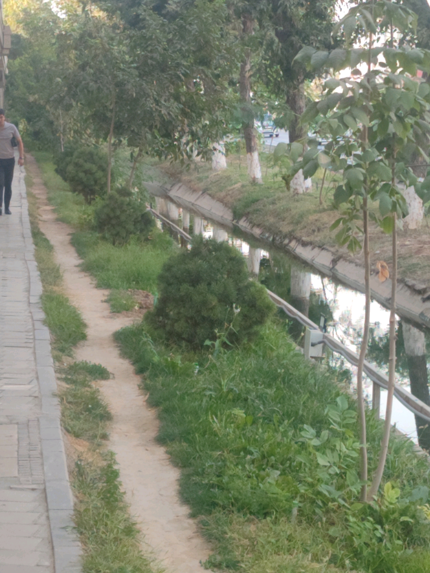 A full-shot image shows a man walking on a paved sidewalk next to a dirt path. The man, dressed in a grey t-shirt and black pants, is walking away from the camera, toward the left side of the frame. To the right of the path is a narrow canal with water, lined by a concrete embankment. Dense green bushes and trees are visible on the opposite side of the canal, with their reflections appearing in the water. The ground is covered with grass and dirt. The overall scene depicts an outdoor environment, possibly a park or a street with a canal, in Tashkent, Uzbekistan.