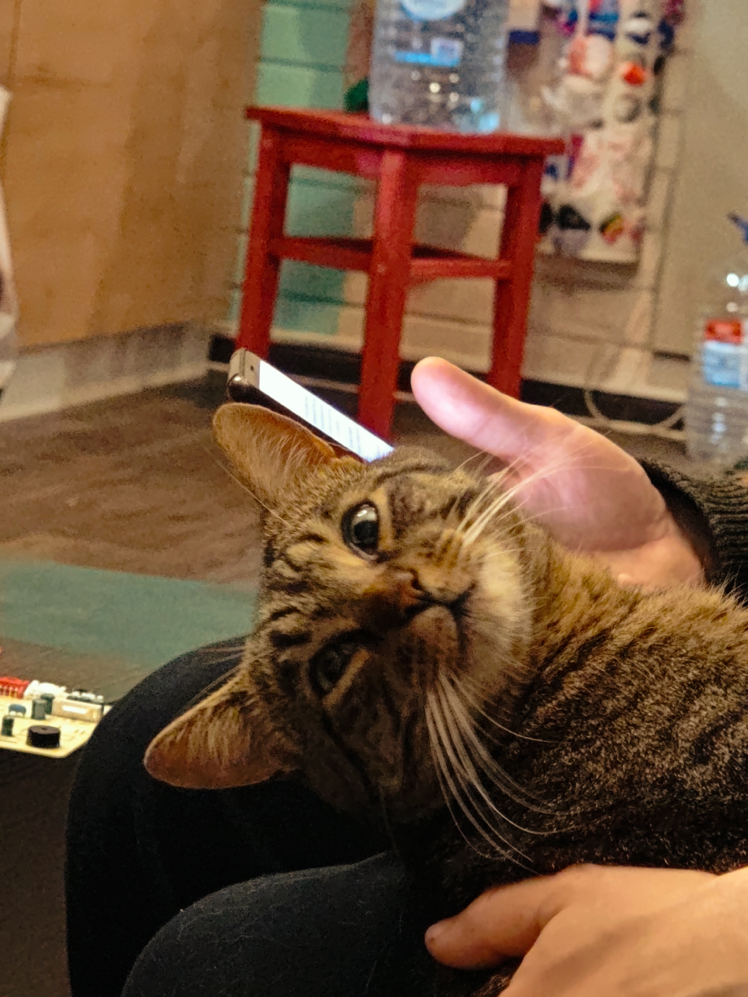 A brown tabby cat is being held by a person's hand and arm. The cat's head is tilted upwards, and its eyes are wide open, looking directly at the camera. A smartphone is resting on the cat's head. In the background, a red stool and several bottles of water are visible. The overall environment appears to be indoors, with warm lighting.