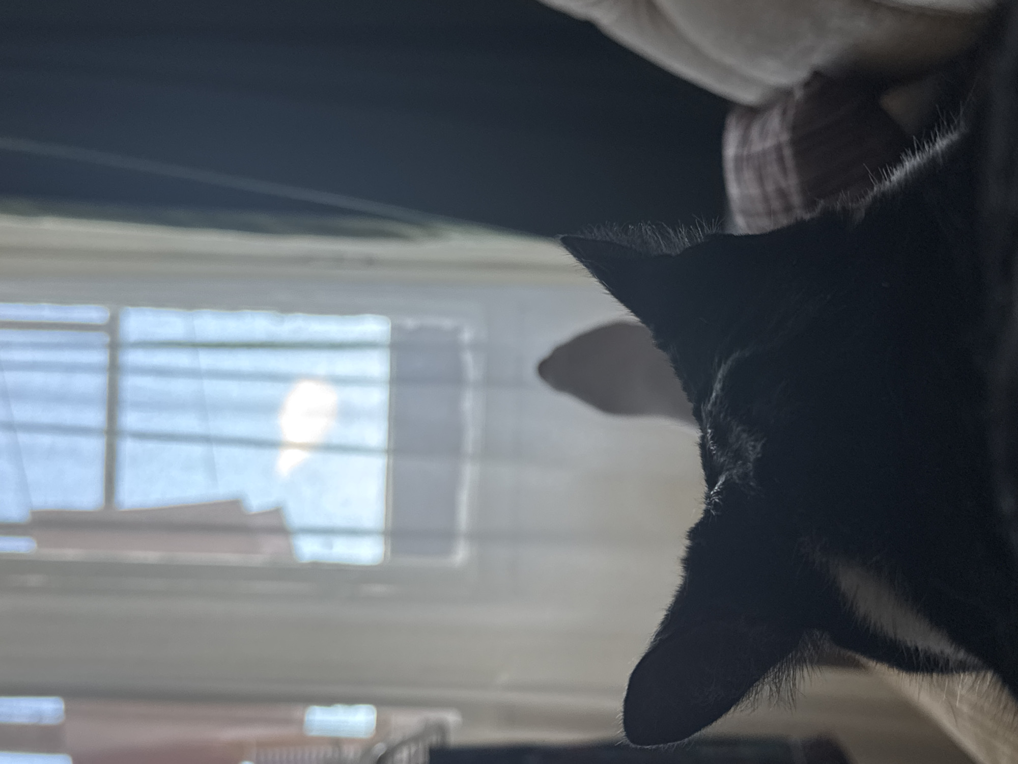 A black cat is captured in a striking silhouette, looking out a bright window from an indoor setting in Chaikovsky, Russia. The cat is seen from behind, with its head turned to the left, showing prominent ears. Patches of white fur are visible on its chest and neck, contrasting with its otherwise dark coat. The fur along its back and ears is subtly highlighted by the strong backlighting, creating a soft halo effect.
The background is dominated by a large window, through which bright daylight streams, indicating it is daytime. The window has a clear grid pattern from its panes. Beyond the window, blurred outlines of distant buildings or structures are faintly visible, suggesting an urban or suburban environment. The strong backlighting makes the cat the central focus, appearing mostly dark against the bright exterior. The cat's posture suggests an act of observation, possibly curiosity or contemplation, as it gazes outwards. The image appears to be rotated 90 degrees counter-clockwise. There is no visible text.