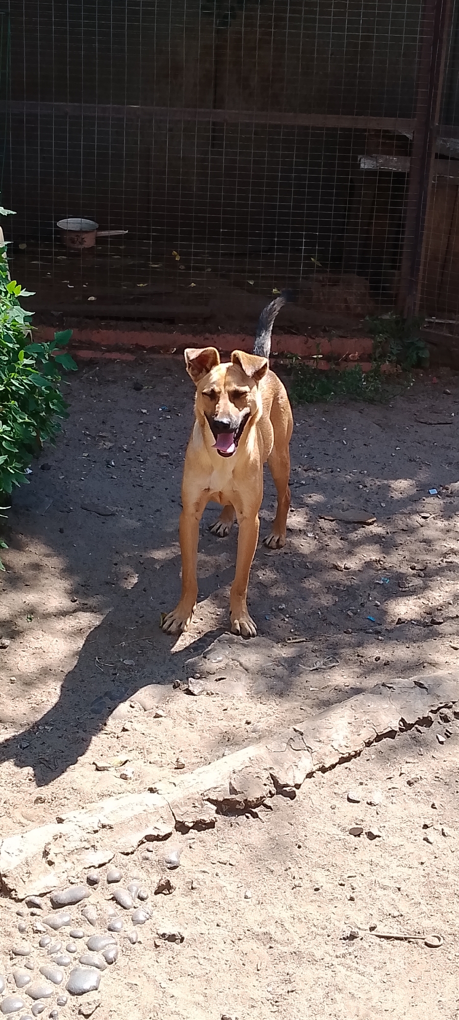 A tan-colored dog stands in an outdoor enclosure, facing the camera with its mouth open and tongue visible. The dog has large, pointed ears and a dark-tipped tail. The enclosure appears to be a yard with a dirt and gravel ground. In the background, a wire mesh fence encloses the area, with some vegetation visible to the left of the dog. Sunlight casts shadows on the ground. There is a metal pot or container visible behind the fence on the left. The image does not provide any specific landmarks or details to associate it with the city of Belgorod, Russia.