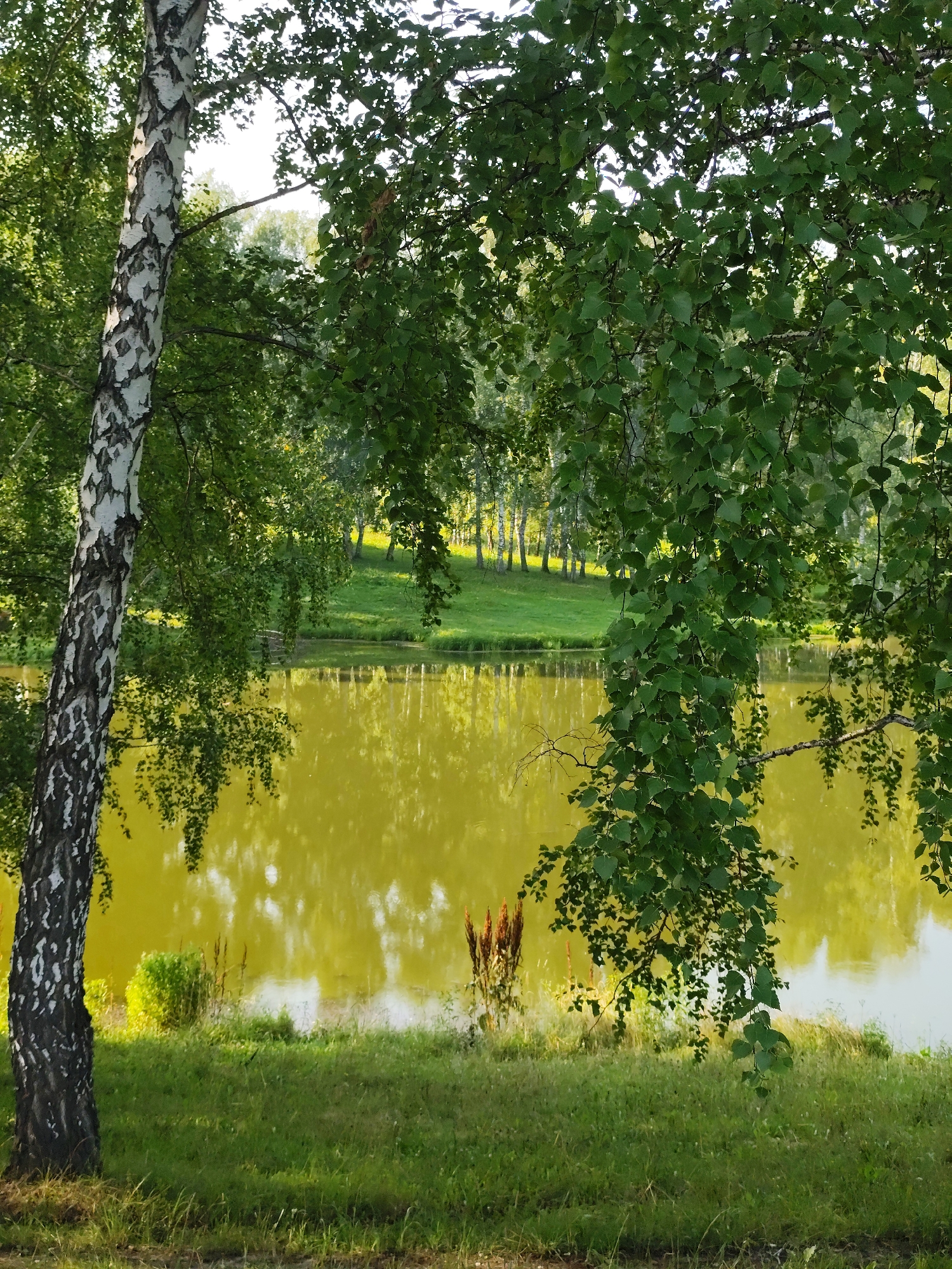 The image depicts a tranquil natural scene in the city of Barlaksky, Russia. In the foreground, a large birch tree stands on the left, its distinctive white bark with black markings clearly visible. Its branches, adorned with lush green leaves, hang over the scene. To the right, more trees with green foliage are present, also contributing to a sense of abundance in nature.
Behind the trees, a calm body of water, likely a lake or pond, reflects the surrounding greenery and the bright, overcast sky. The water has a yellowish-green hue. The far bank of the water features a gentle, grassy slope dotted with more trees, suggesting a park or wooded area. The grass in the foreground is green and appears well-maintained, with some dried reeds or stalks visible near the water's edge. The overall atmosphere is peaceful and serene, characteristic of a natural landscape during daylight hours. There are no people or animals visible in the image.