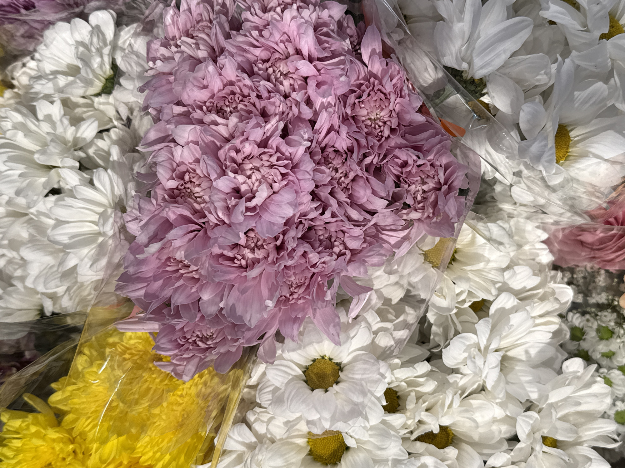 The image displays a close-up, overhead view of a vibrant assortment of flowers, likely arranged in a bouquet. The flowers are predominantly white chrysanthemums and a cluster of delicate pink chrysanthemums. A few bright yellow chrysanthemums are also visible on the left side of the frame. The flowers appear to be wrapped in clear plastic packaging, suggesting they are a retail item. The lighting is bright, casting subtle shadows that highlight the texture and layers of the petals. The scene is a still life, with no people or explicit actions taking place. The environment is not discernible beyond the flowers themselves. No specific location in Bad Lauterberg im Harz, Germany can be determined from the visual information provided.